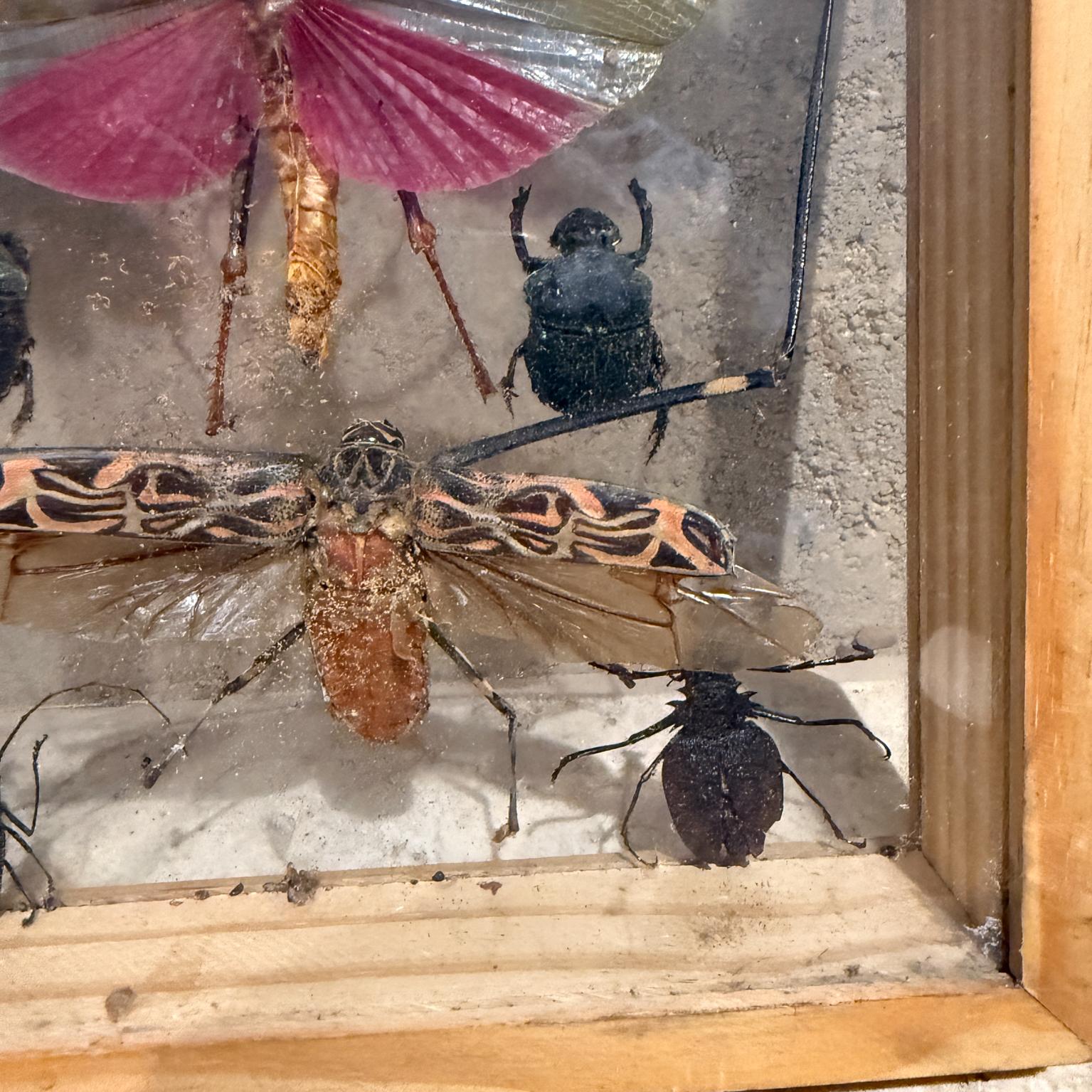 Taxidermie papillon Insectes volants Collectional de plusieurs espèces (10) en vente 3