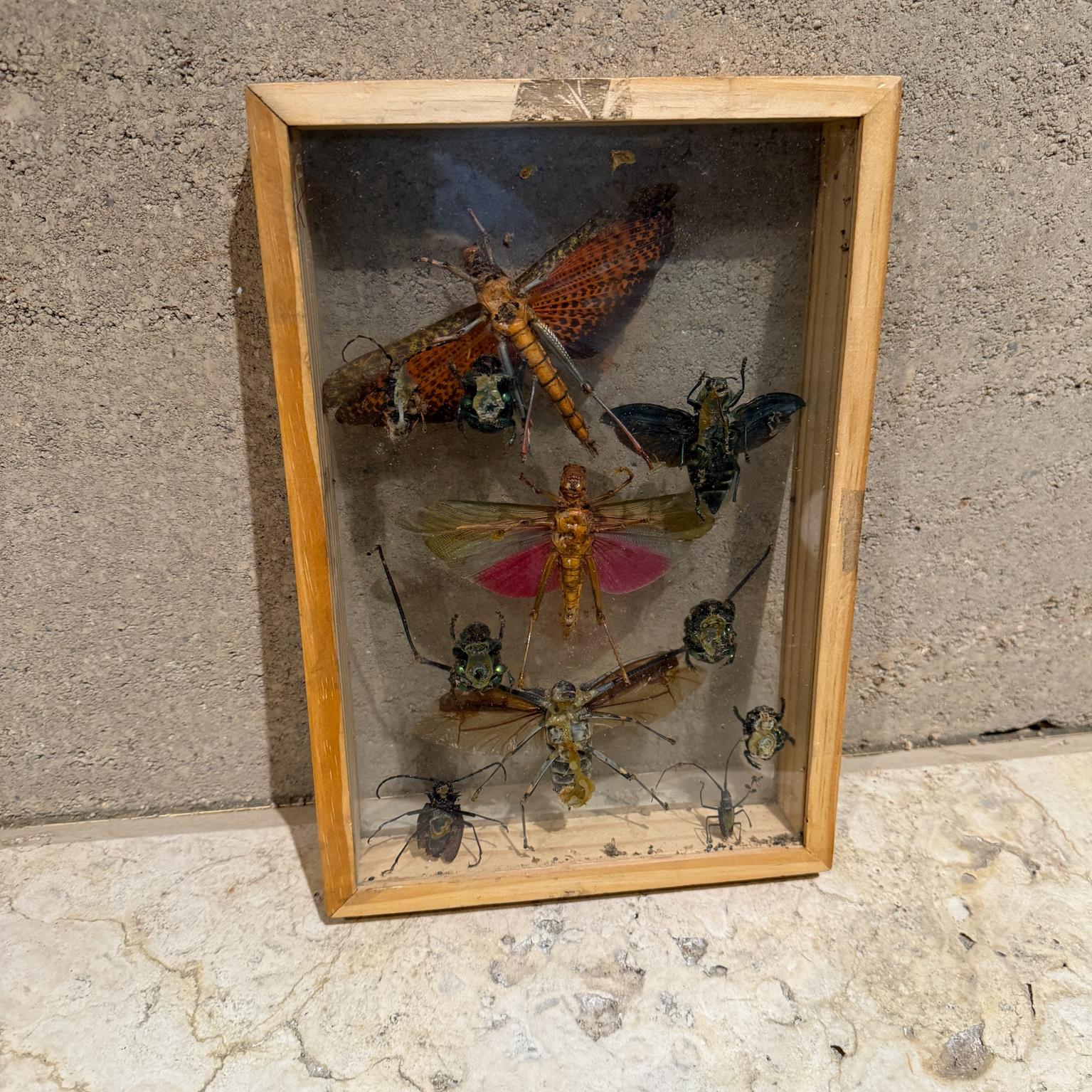 Taxidermie papillon Insectes volants Collectional de plusieurs espèces (10) en vente 4
