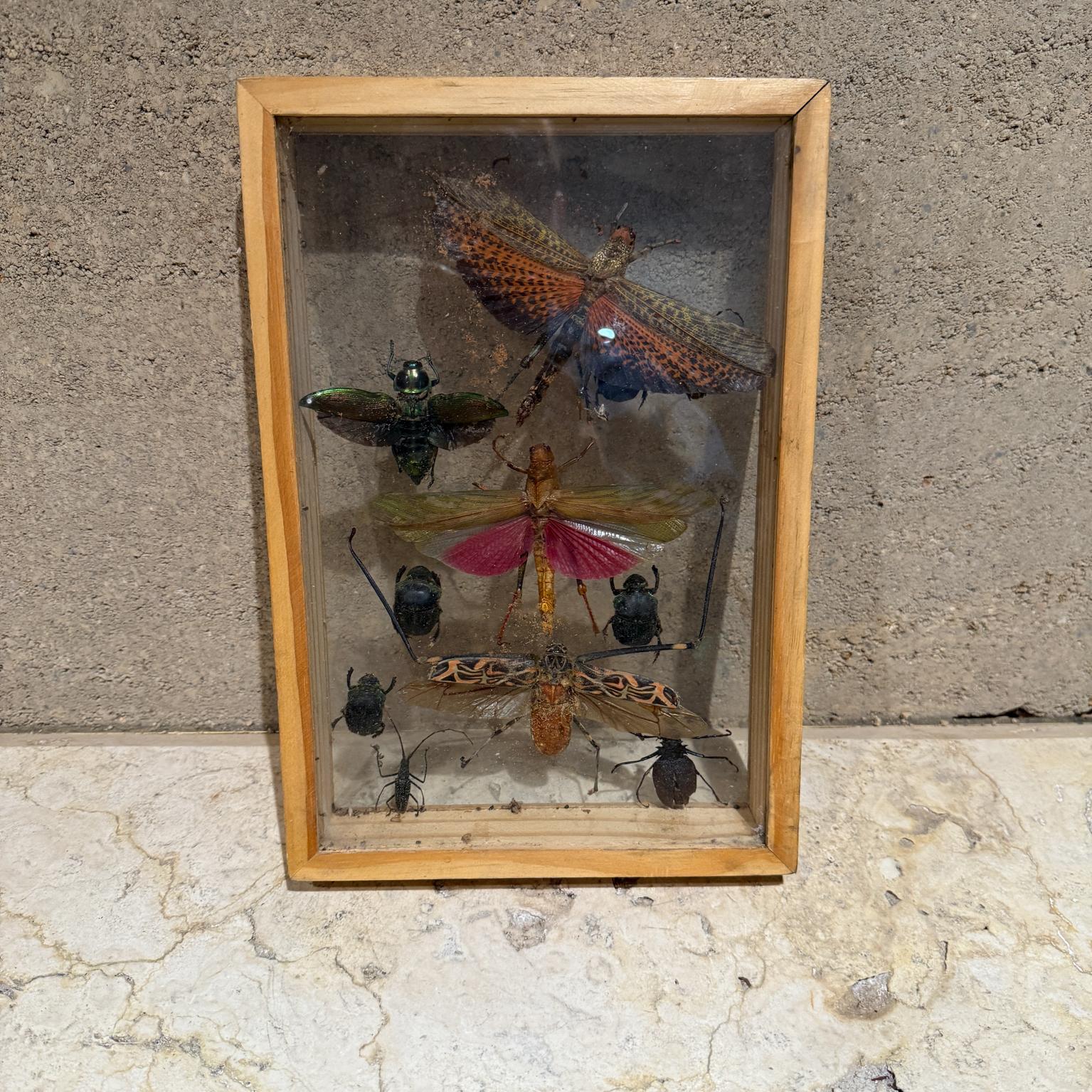 Pour votre considération, un présentoir en verre encadré présentant dix (10) insectes volants de différentes épices. 
Cadre en bois avec double verre. 
Pas de nom ni de Label du fabricant. 

Dimensions : 12,63 h x 8,63 x 1,75 12,63 h x 8,63 x