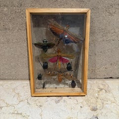Taxidermy Butterfly Flying Insects Collection of Multiple Species (10)