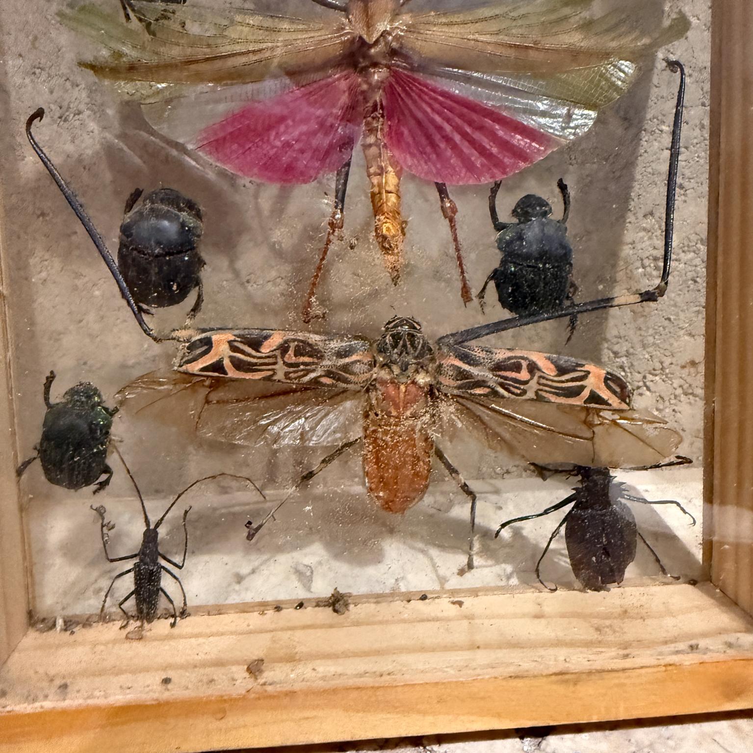 Américain Taxidermie papillon Insectes volants Collectional de plusieurs espèces (10) en vente