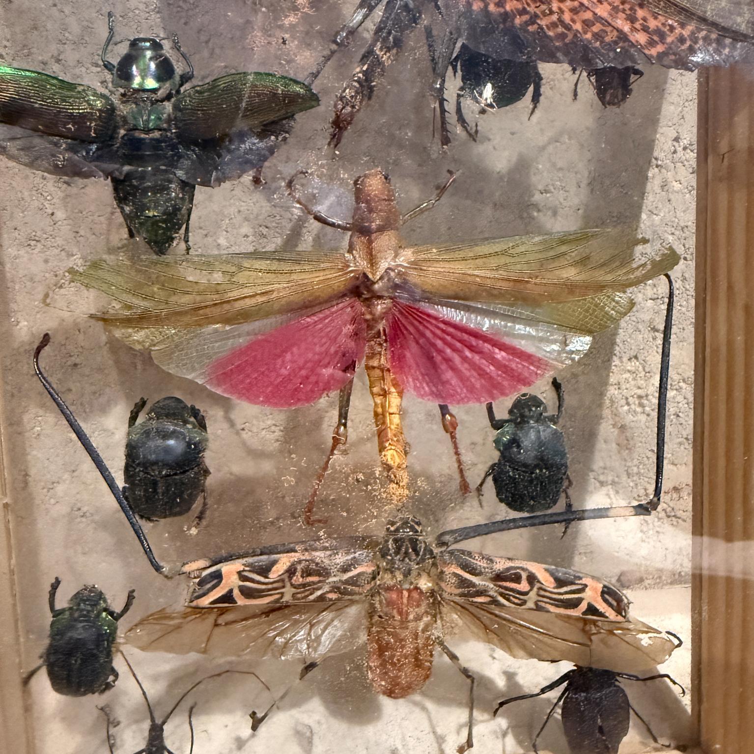 Taxidermie papillon Insectes volants Collectional de plusieurs espèces (10) Abîmé - En vente à Chula Vista, CA