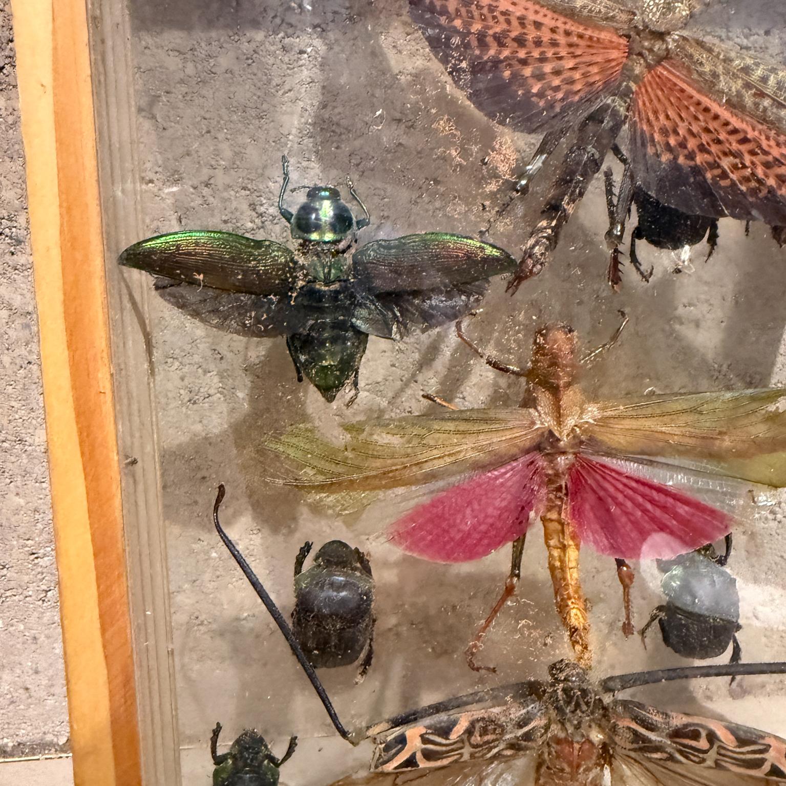 Fin du 20e siècle Taxidermie papillon Insectes volants Collectional de plusieurs espèces (10) en vente