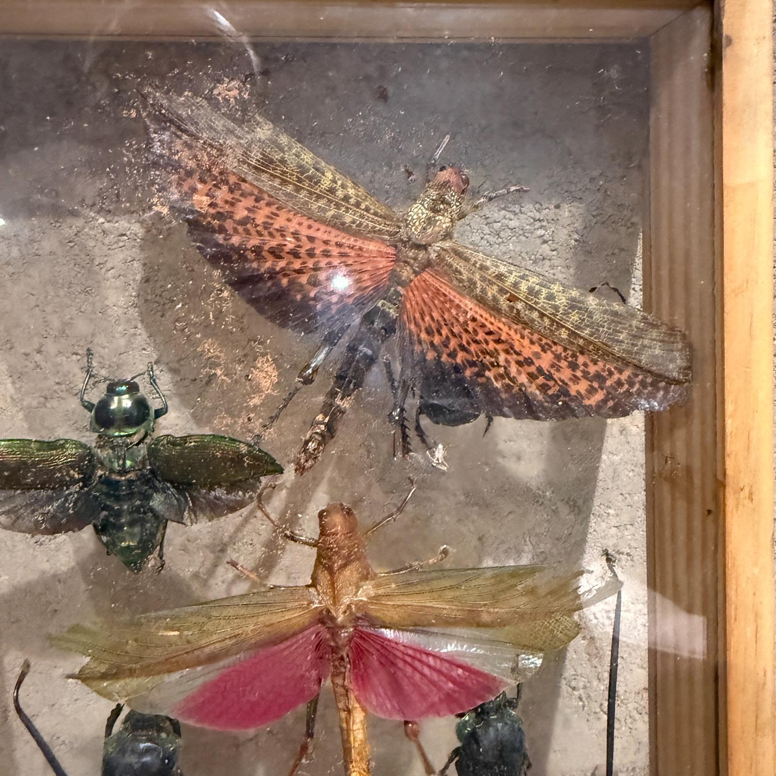 Verre Taxidermie papillon Insectes volants Collectional de plusieurs espèces (10) en vente