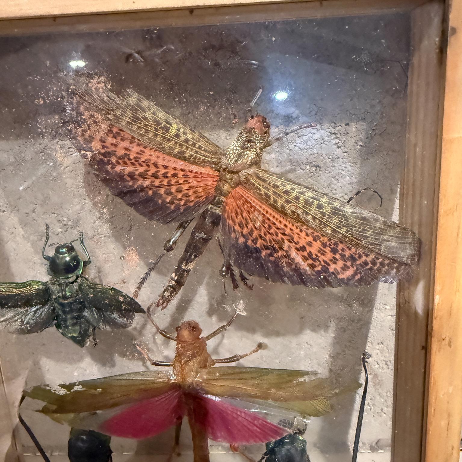 Taxidermie papillon Insectes volants Collectional de plusieurs espèces (10) en vente 1