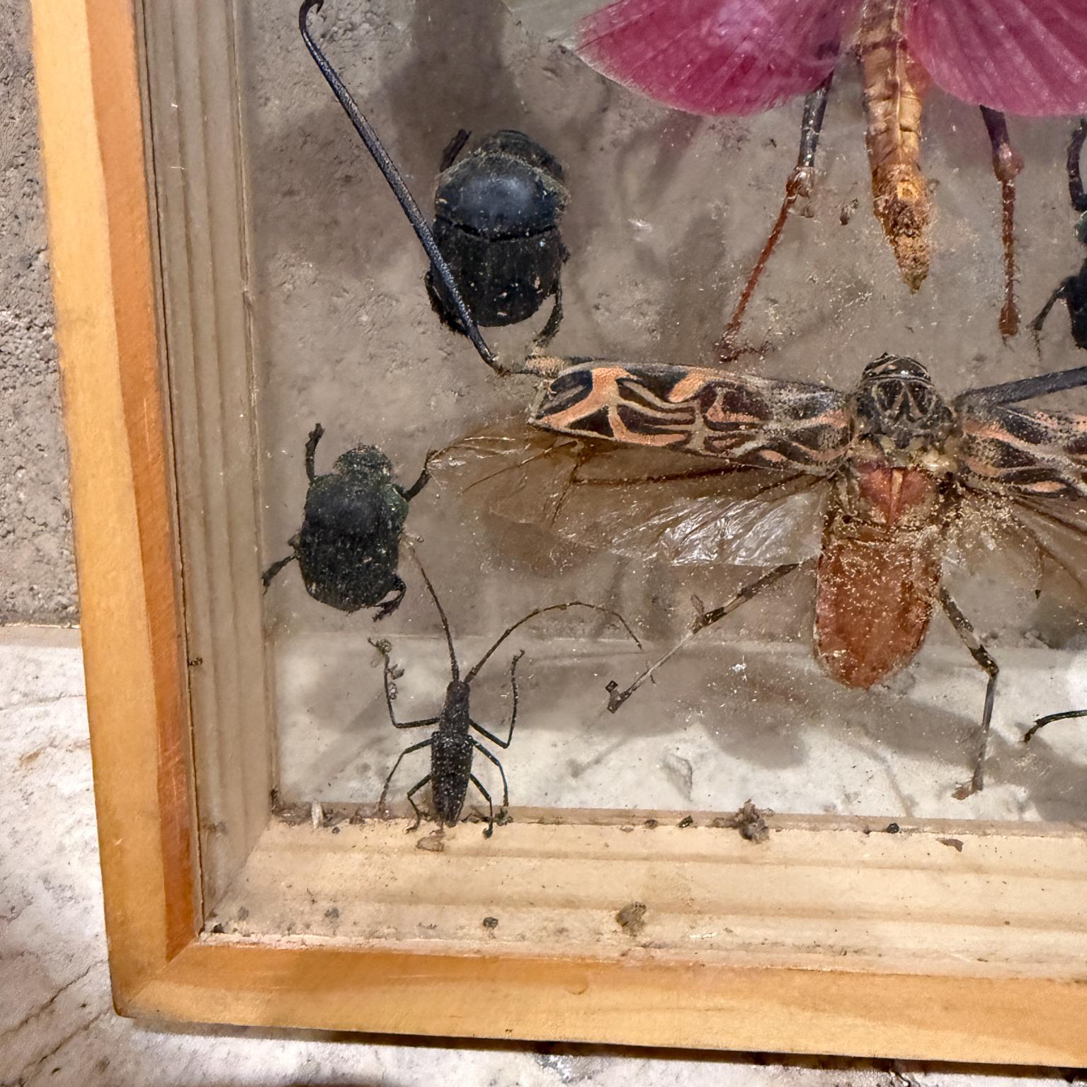 Taxidermie papillon Insectes volants Collectional de plusieurs espèces (10) en vente 2