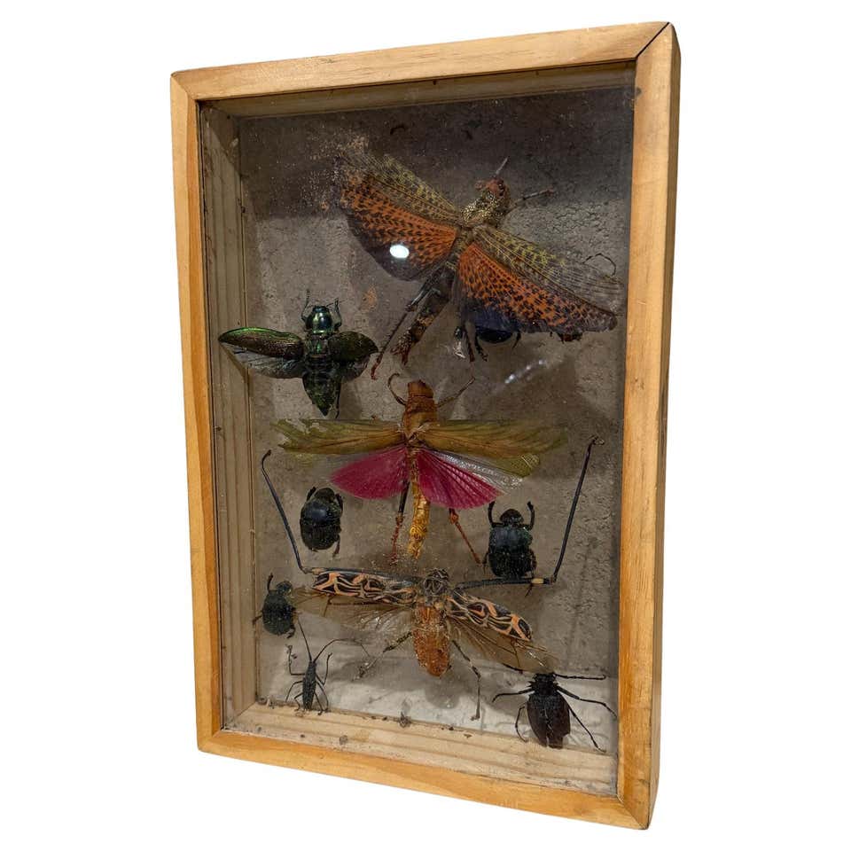 Mounted Insects Collection En Marche — Mounted Global Beetle and Insect Collection by Hasharat For ...