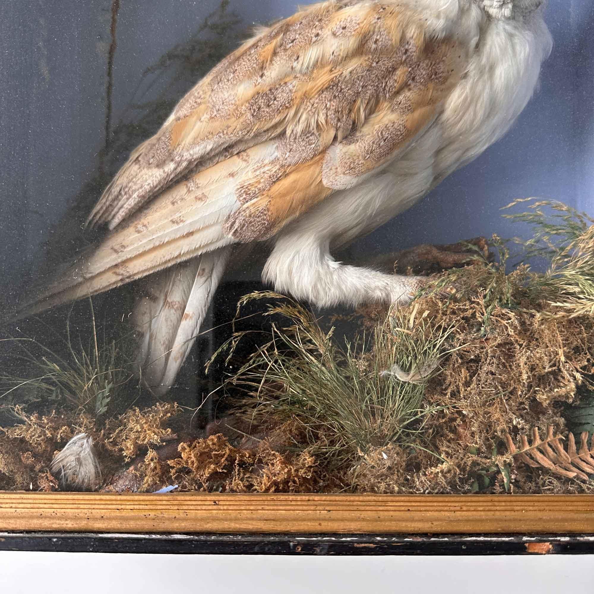 Taxidermy Cabinet Owl 3
