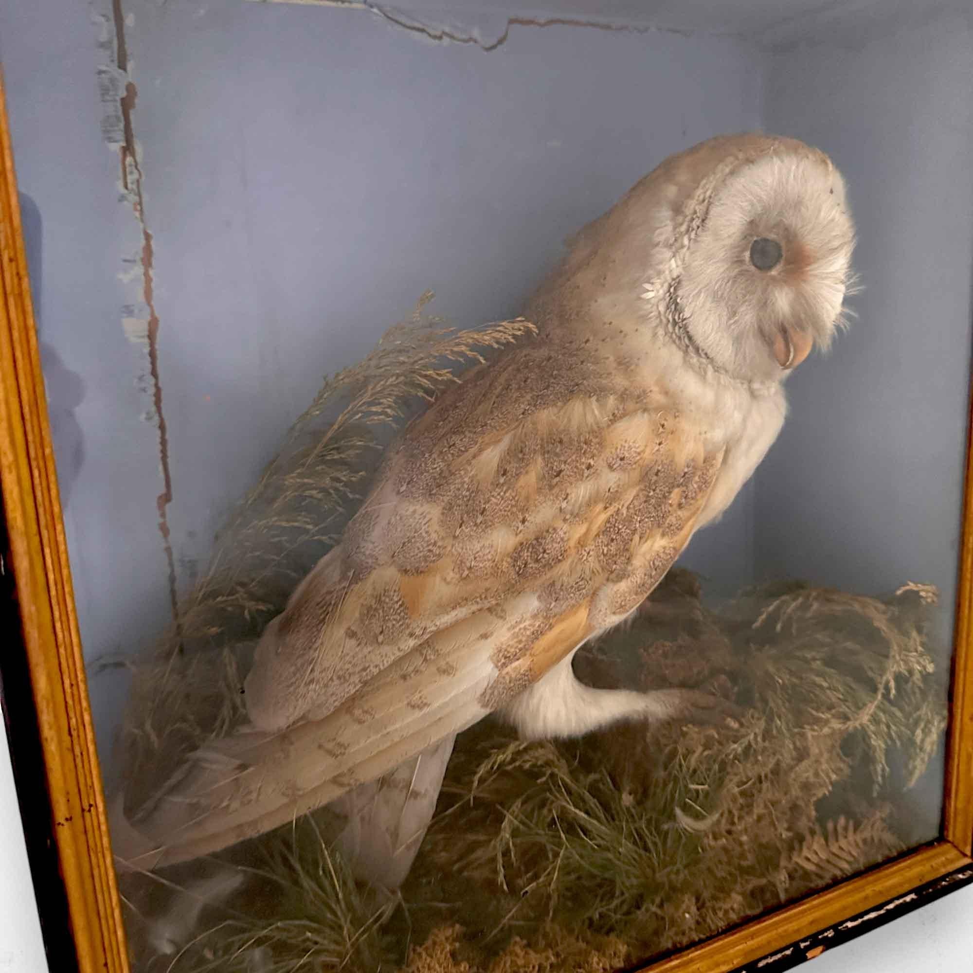 Taxidermy Owl For Sale at 1stDibs
