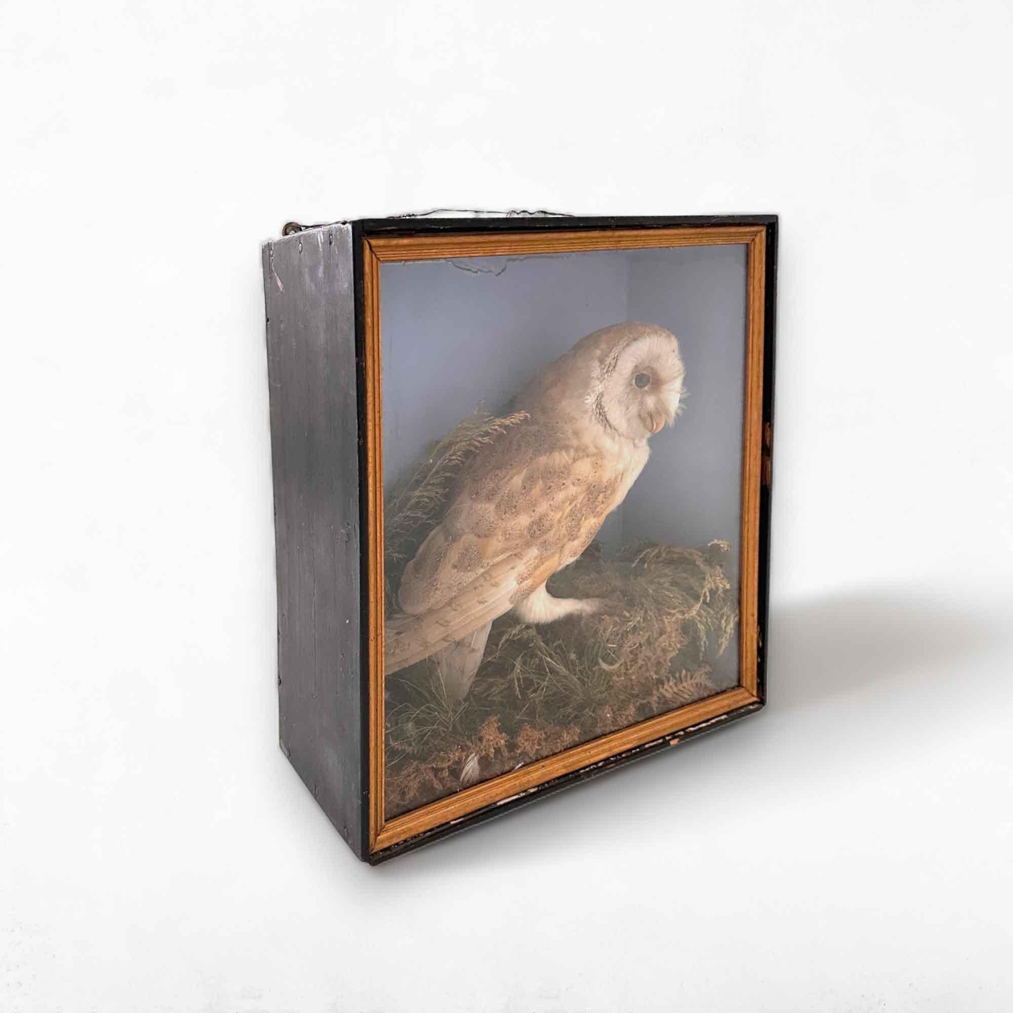 Victorian Taxidermy Cabinet Owl