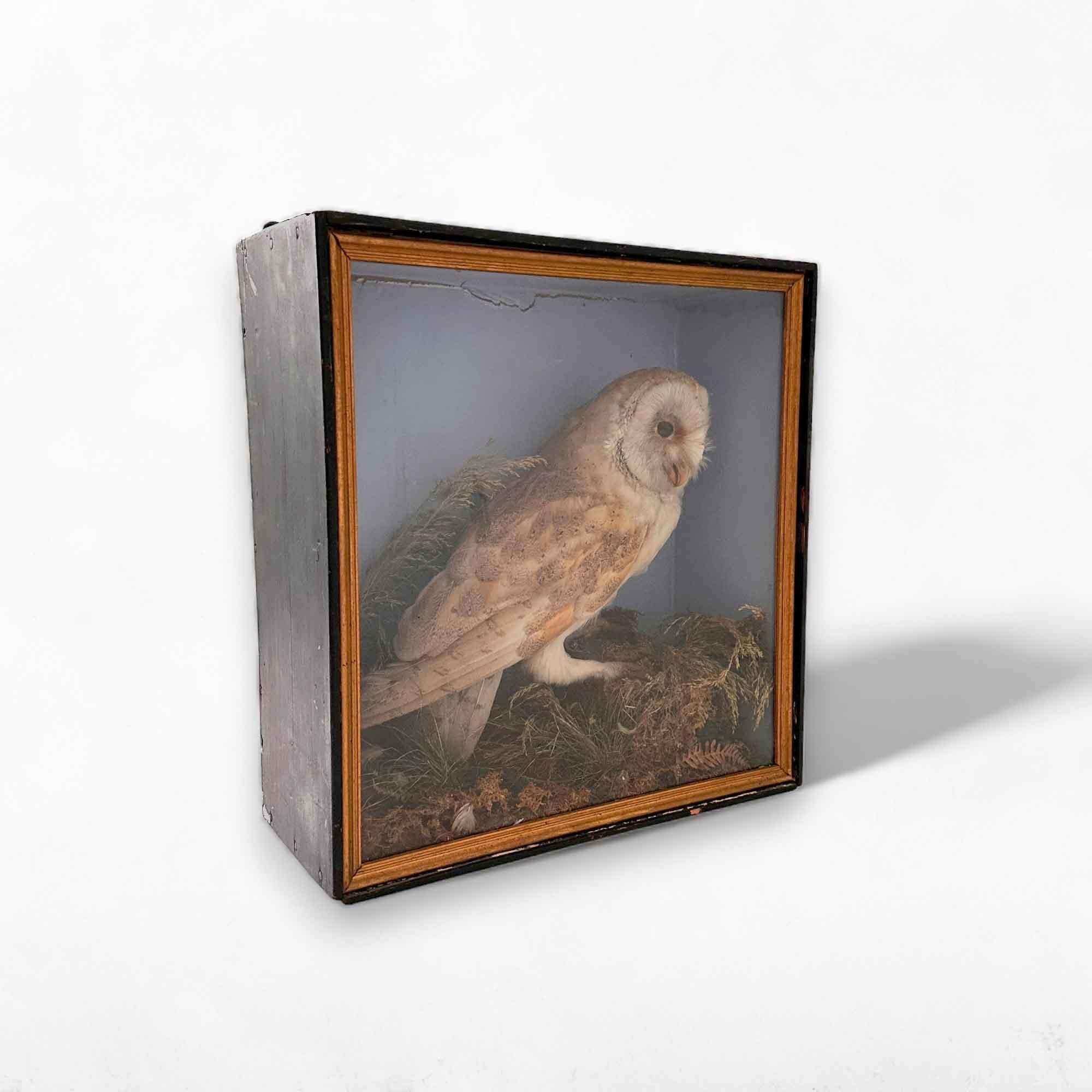 Belgian Taxidermy Cabinet Owl