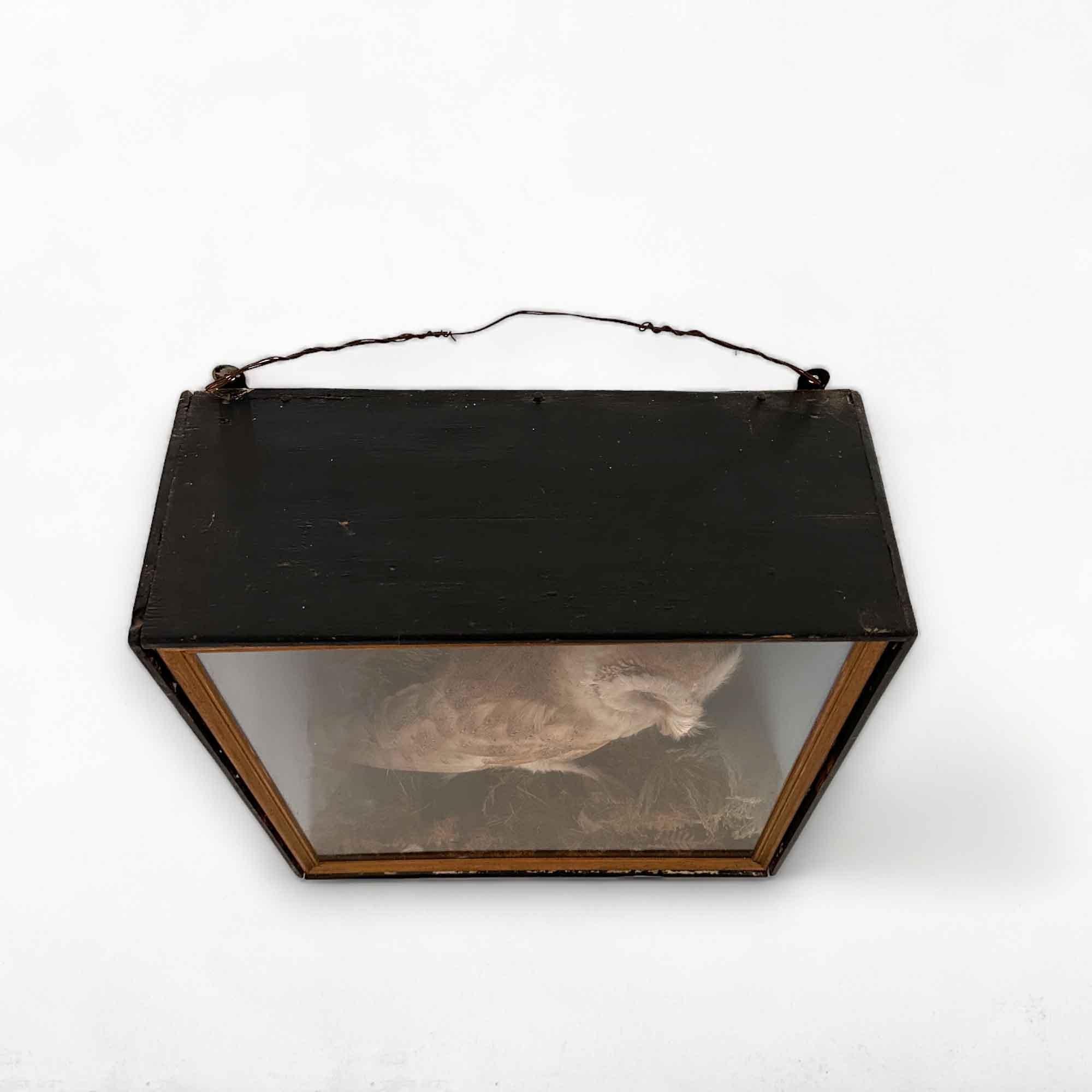 Taxidermy Cabinet Owl In Good Condition In Hemiksem, VAN