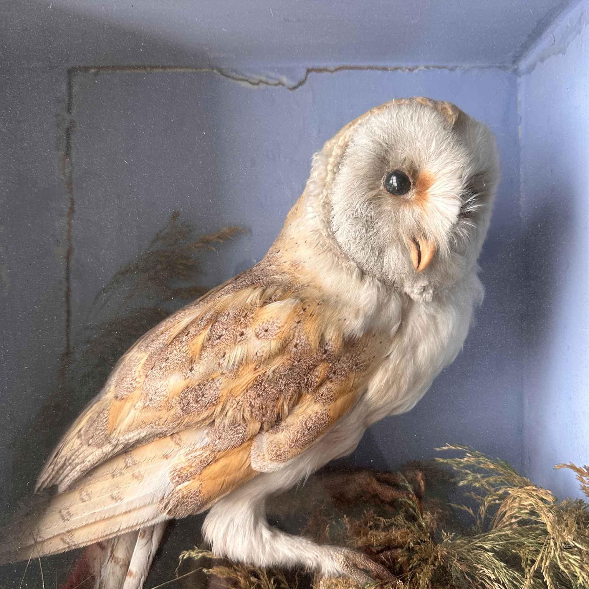 Taxidermy Cabinet Owl 2