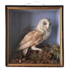 Taxidermy Cabinet Owl