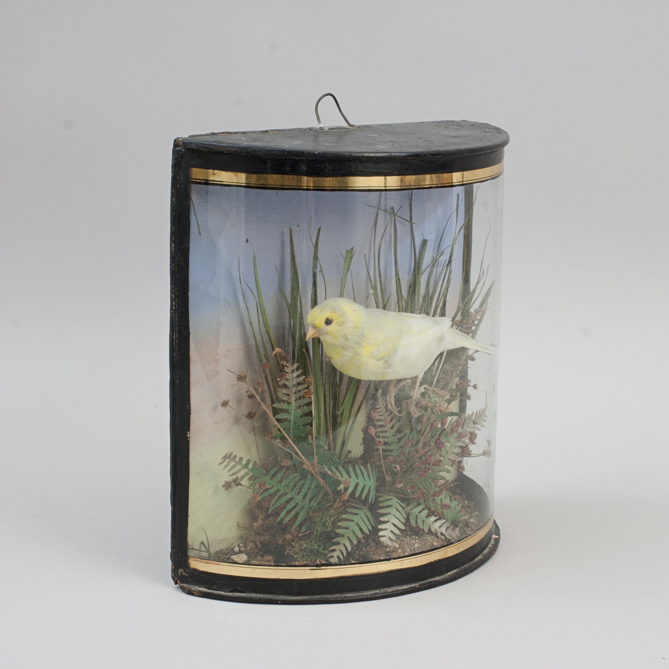 Taxidermy, Canary In Bow Glass Case.
A 19th century cased canary in a nice glazed bow fronted case with gilt lines. The case contains a cleverly modelled bird set against a painted backdrop with naturalistic setting.

Dimensions:

Height
23 cm / 9