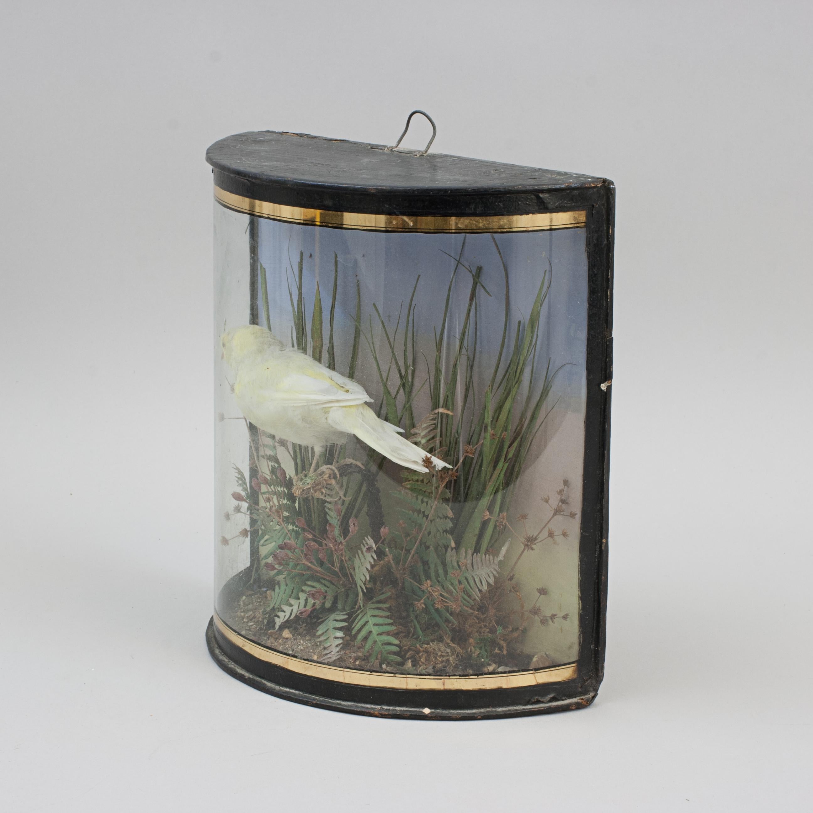 Victorian Taxidermy, Canary in Bow Glass Case For Sale