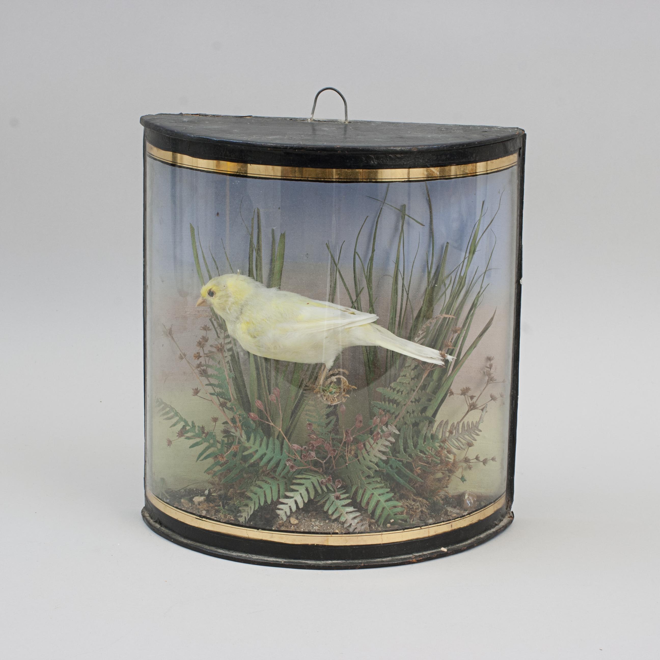 British Taxidermy, Canary in Bow Glass Case For Sale
