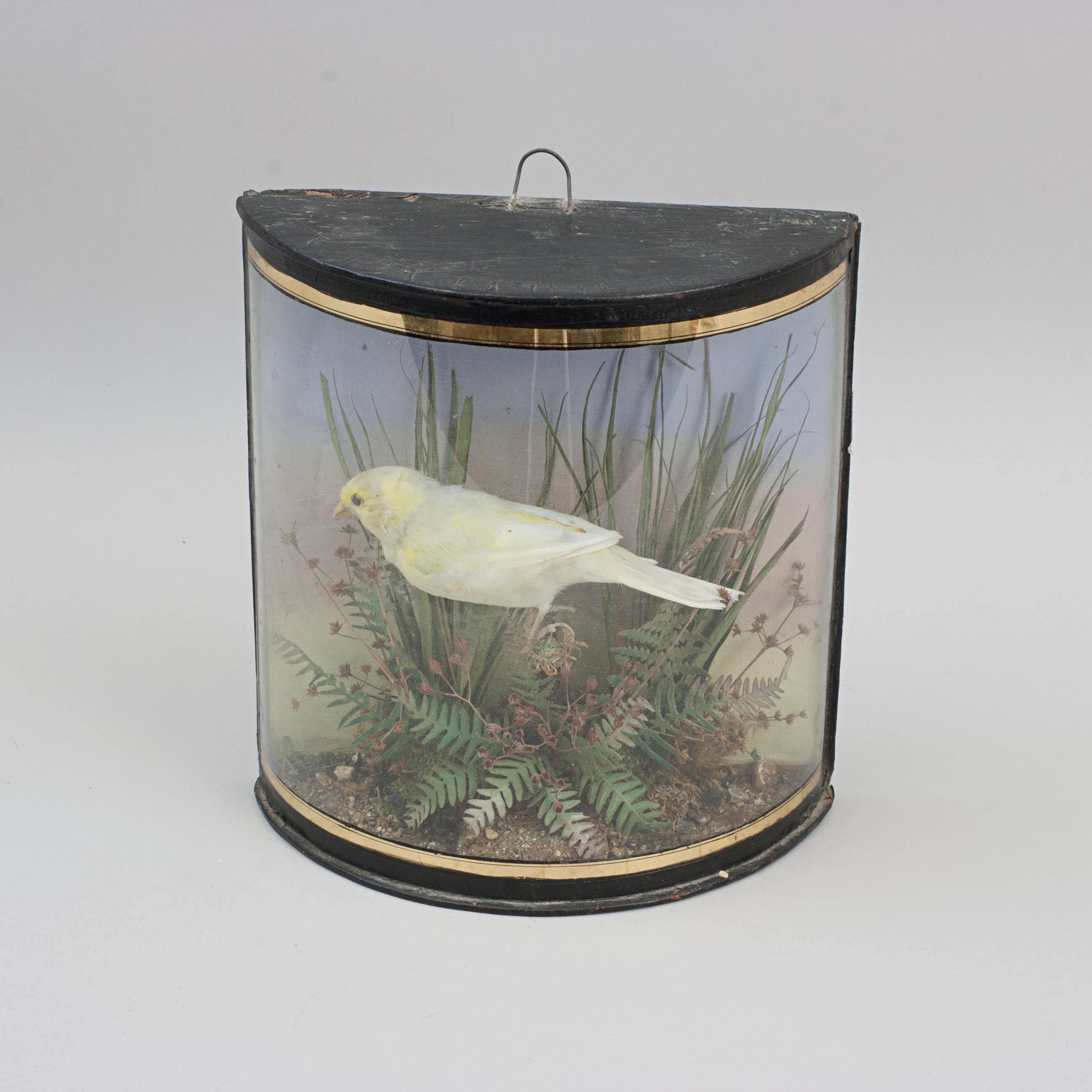 Taxidermy, Canary in Bow Glass Case For Sale 1