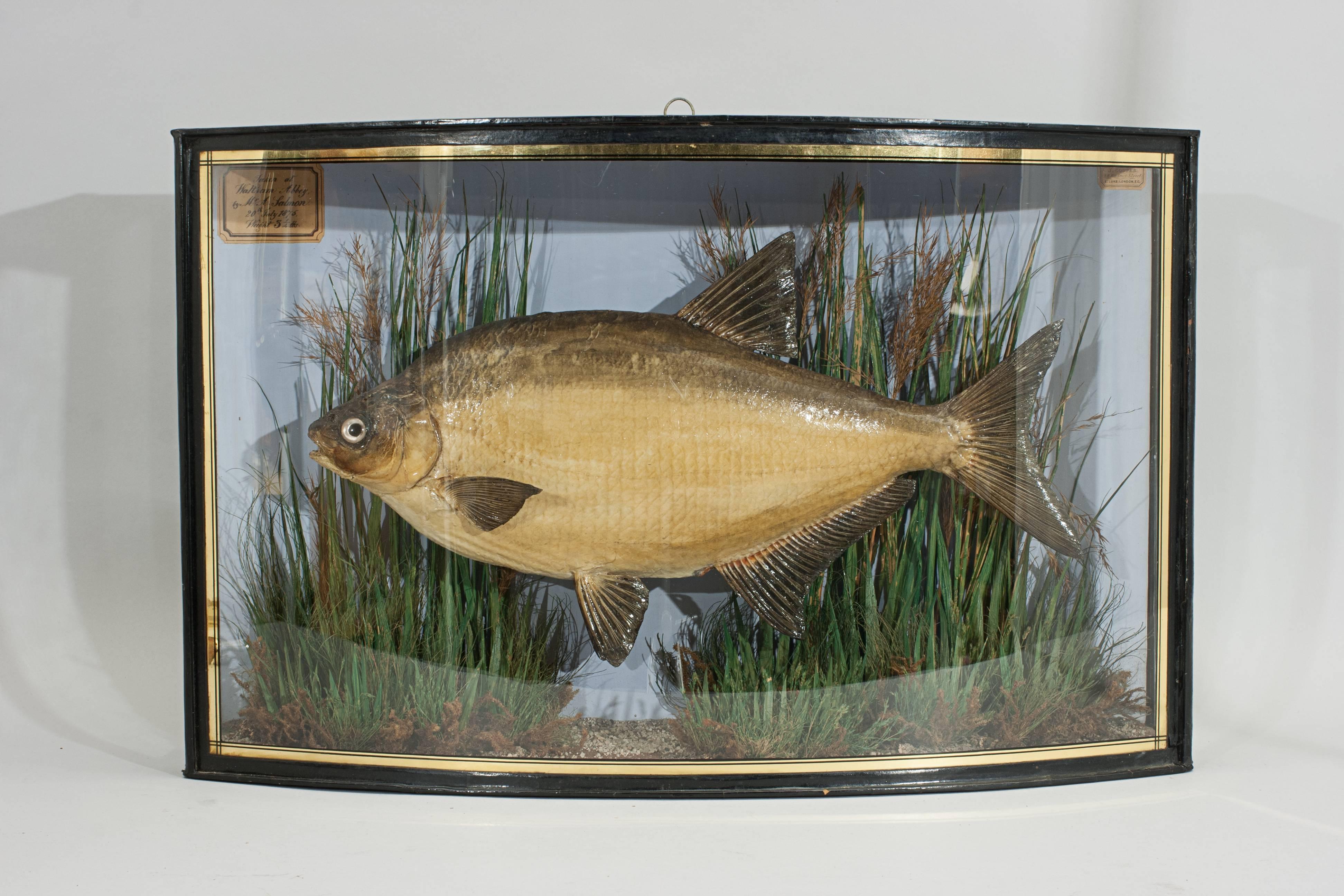 Taxidermy. Preserved cooper fish.
A cased bream by Copper in a nice bow fronted case with gilt lines. There is a paper inscription inside 'Taken at Waltham Abbey by Mr. A. Salmon, 20th July 1875, Weight 3 1/4lbs'. The case contains a cleverly
