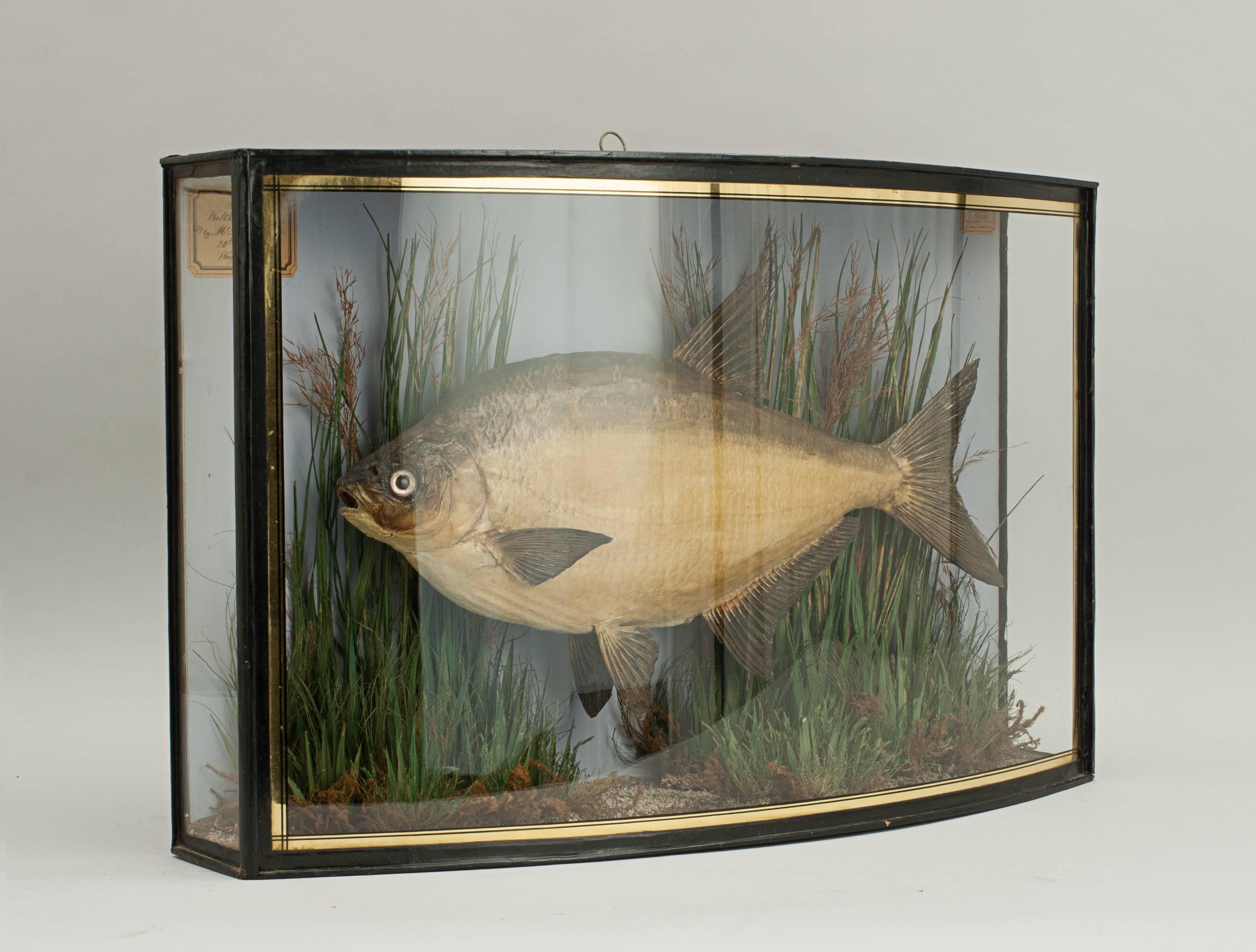 English Taxidermy, Cased Bream by Cooper