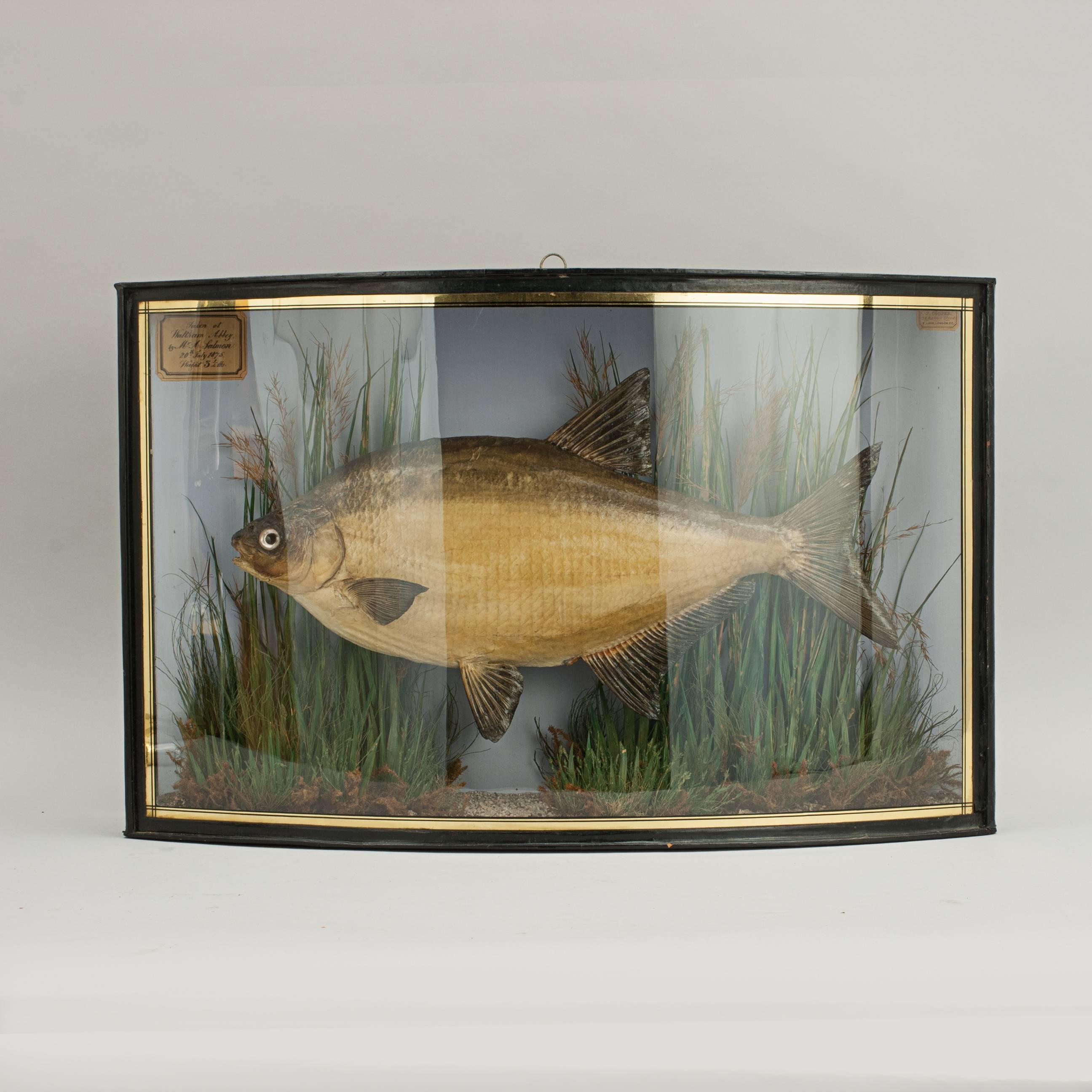 Animal Skin Taxidermy, Cased Bream by Cooper
