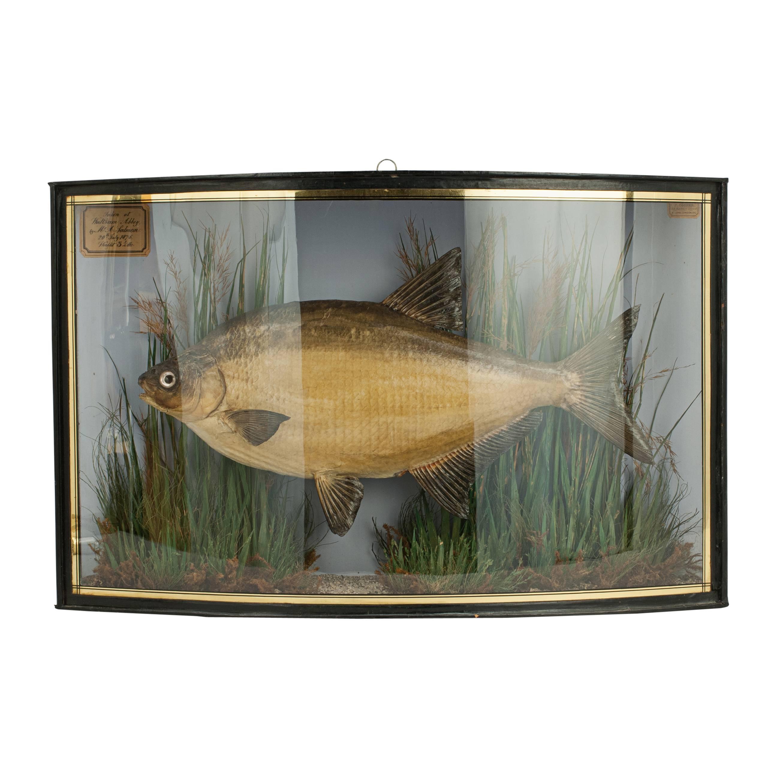 Taxidermy, Cased Bream by Cooper