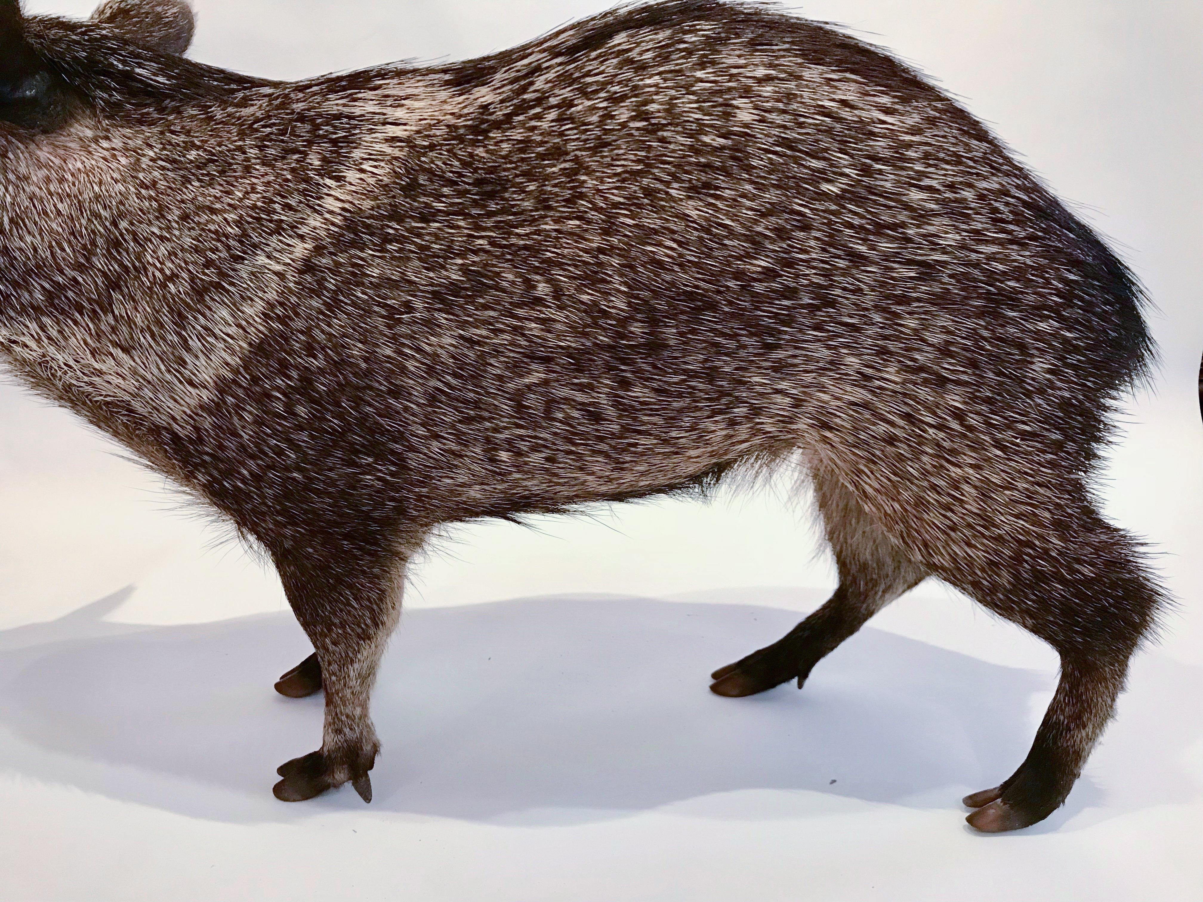 Taxidermy Collared Peccary In Excellent Condition In New York, NY