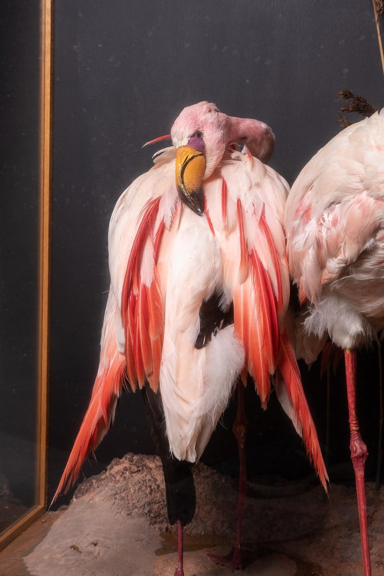 Beautiful taxidermy of three flamingos in a large glass case finished with wood panelling. The animals vary slightly in size and colour. Overall their feathers are a light shade of pink, with their wings having a darker shade of the same colour and