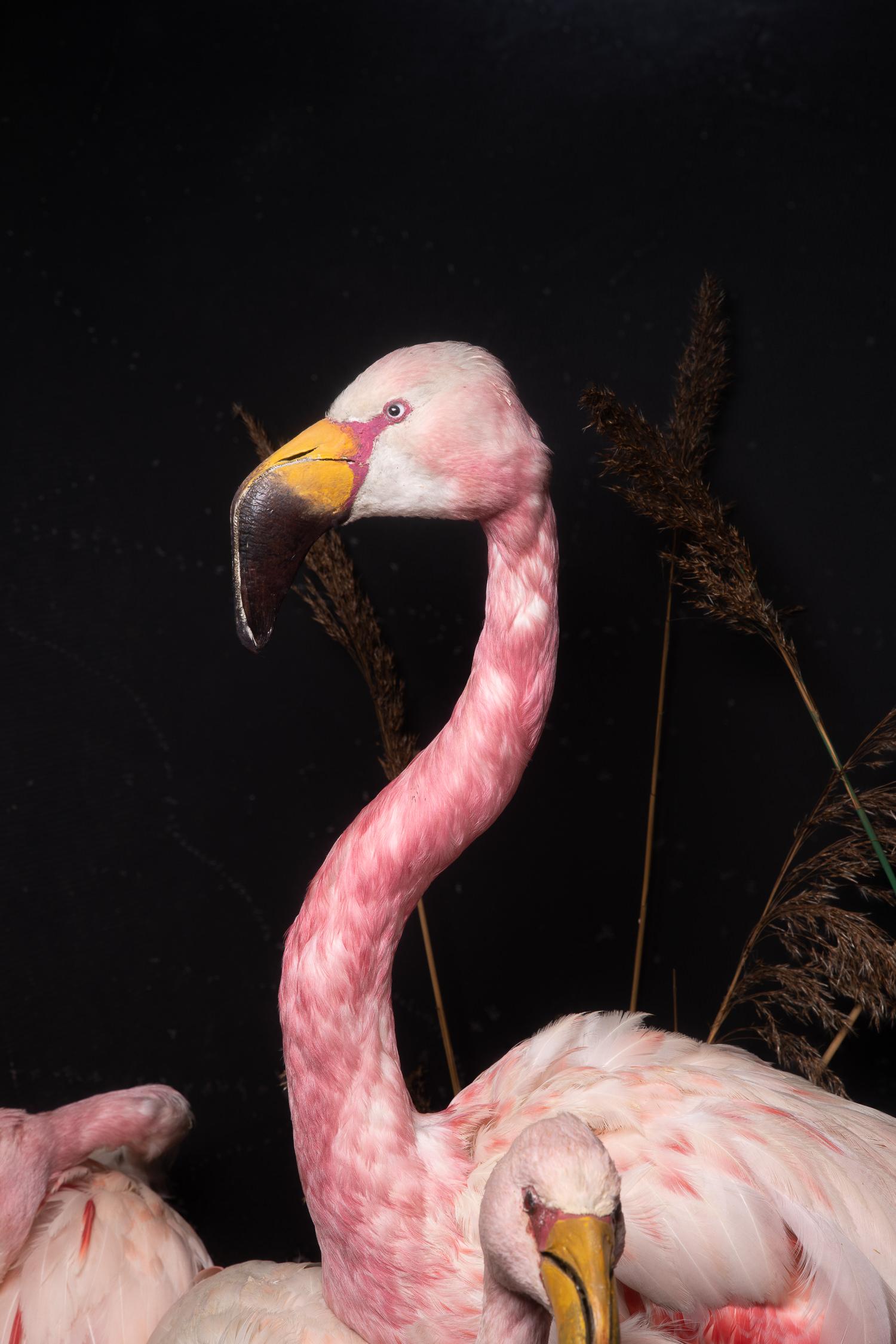 flamingo diorama