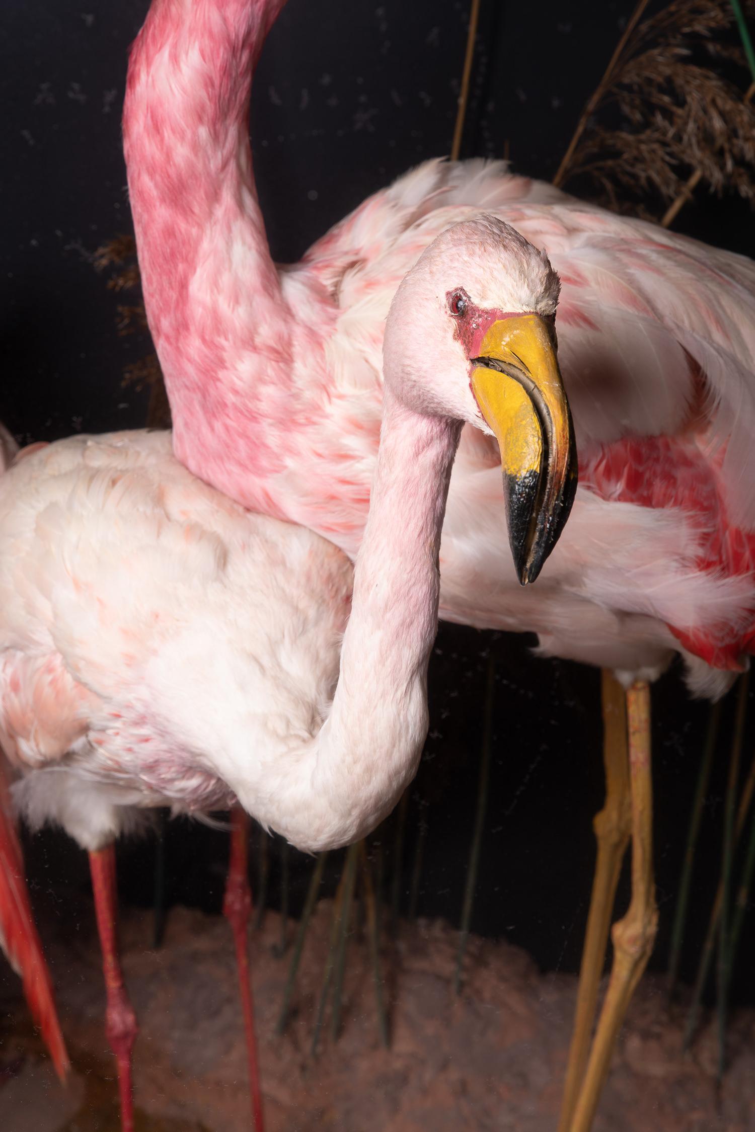 flamingo habitat diorama