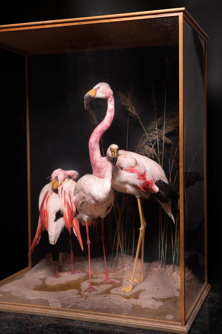 Taxidermy Composition of Three Flamingos' in Glass Case In Good Condition For Sale In Leuven , BE