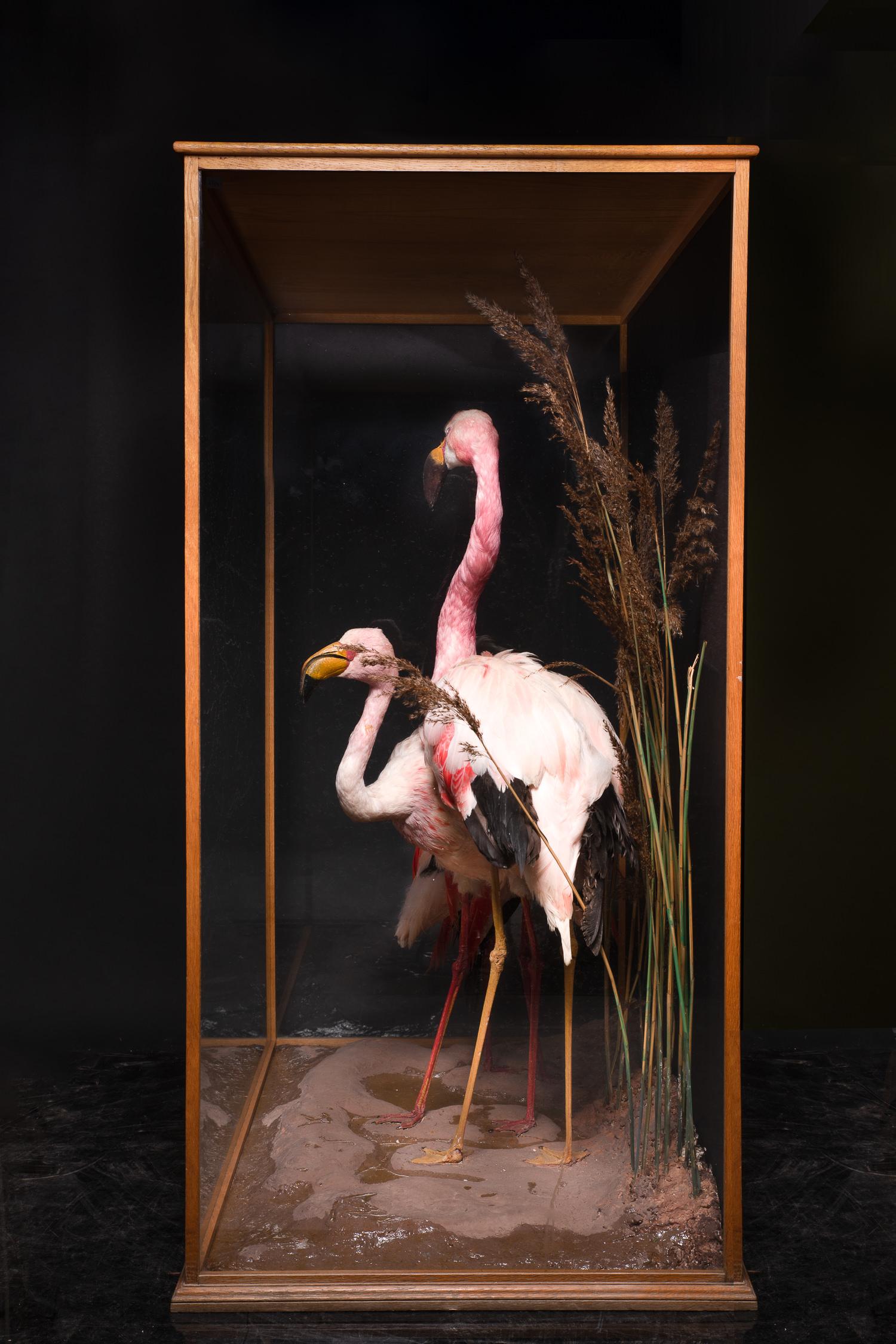 British Taxidermy Composition of Three Flamingos' in Glass Case