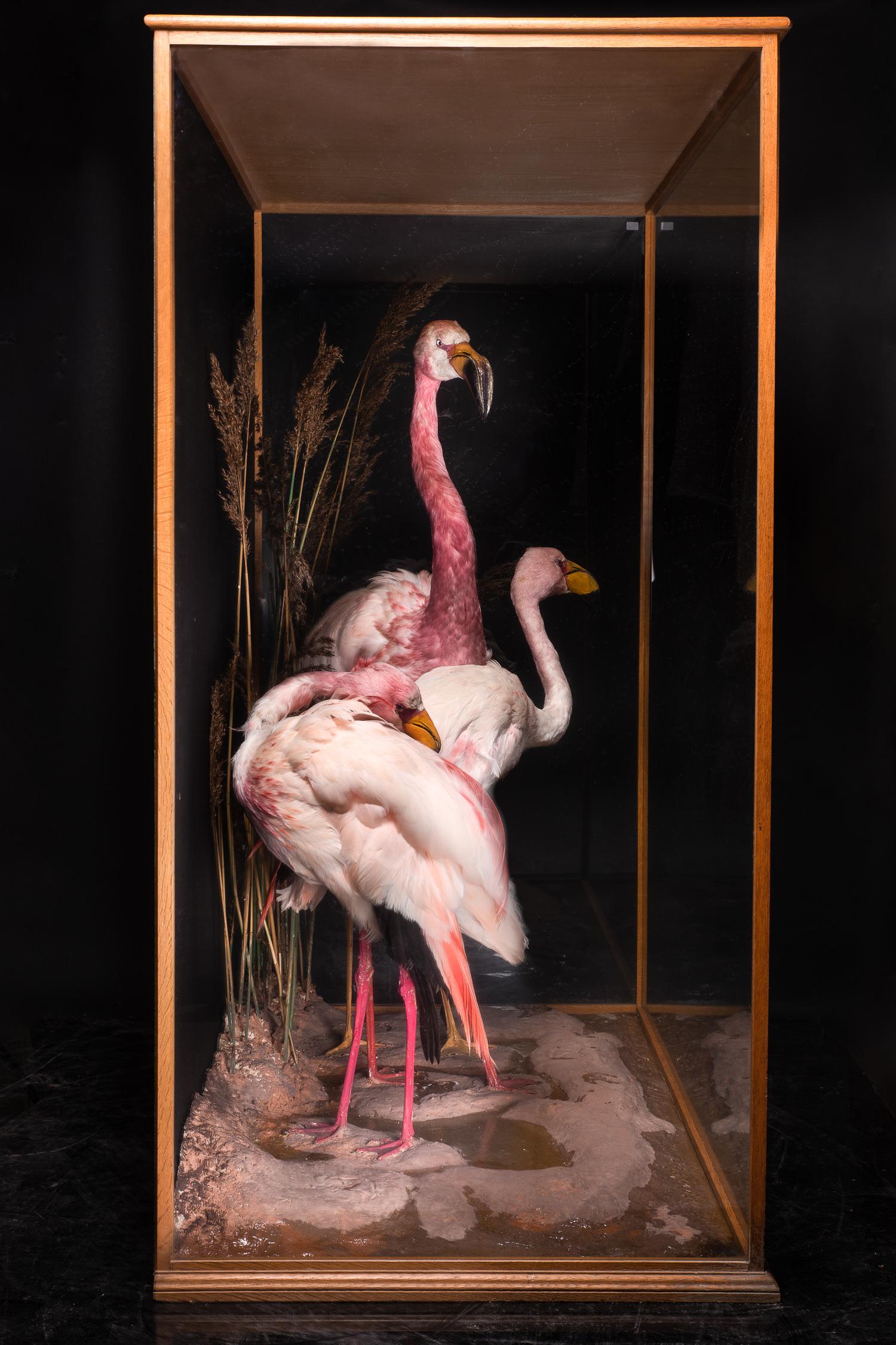 Taxidermy Composition of Three Flamingos' in Glass Case In Good Condition In Leuven , BE