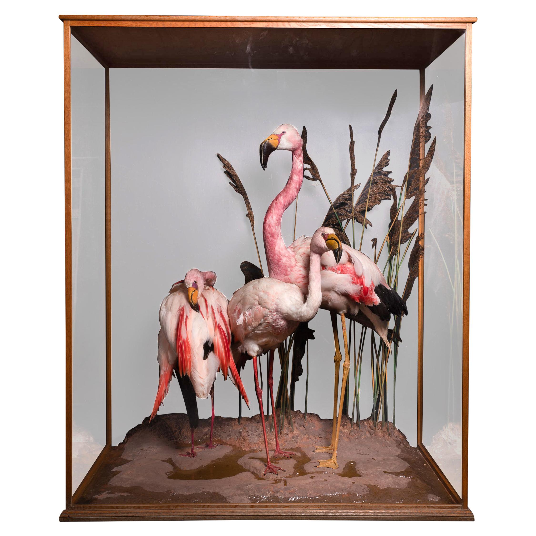 Taxidermy Composition of Three Flamingos' in Glass Case
