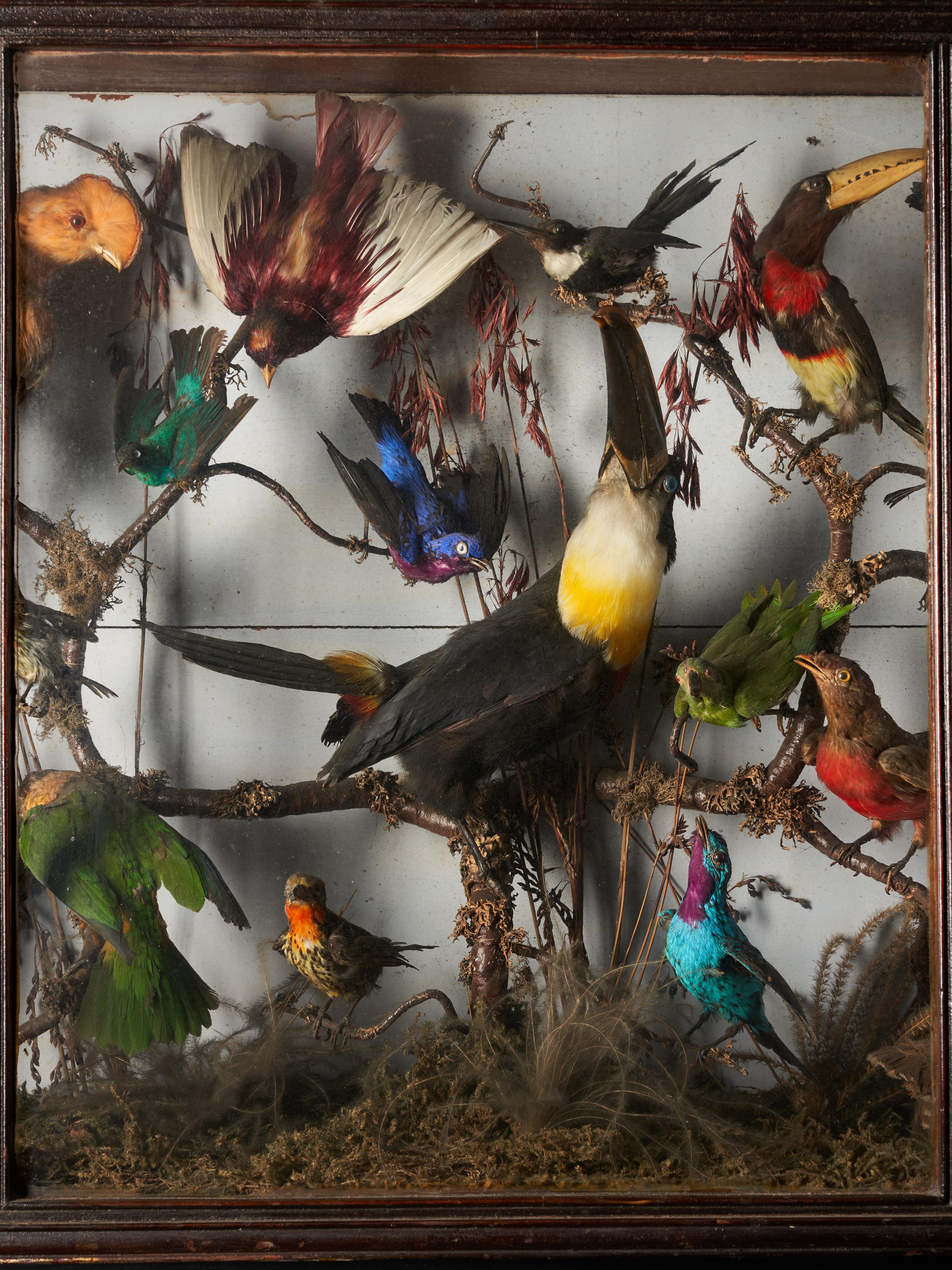 A wonderful glass case with a selection of 20 rare exotic birds in a natural environment of tree branches and grass. The case has a rare bowed front glass and is in good condition for its age. No fading of the feathers. Top op the case needs to be