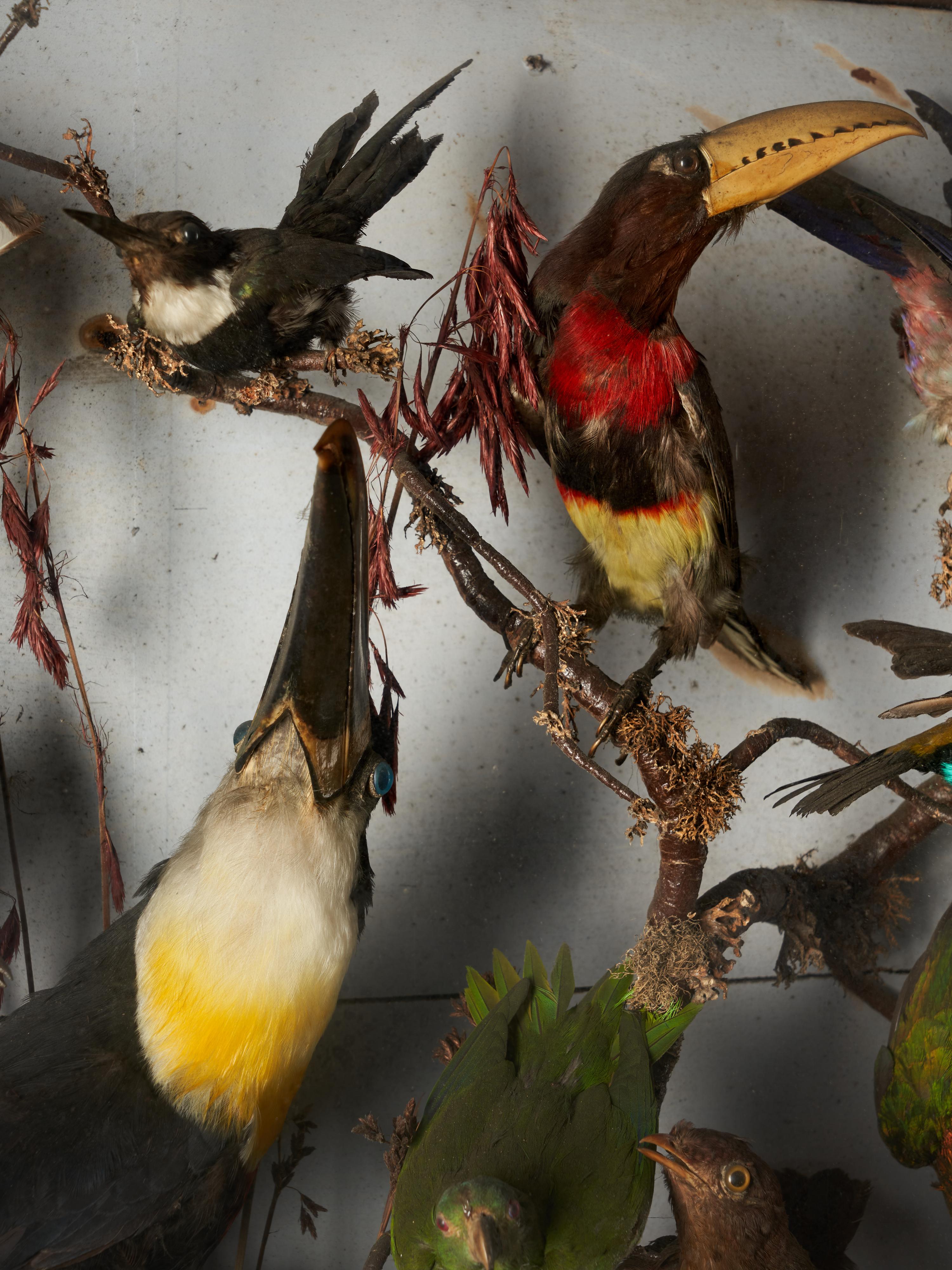 Taxidermie-Komposition mit seltenen exotischen Vögeln in einem großen gewölbten Glaskasten (Viktorianisch) im Angebot