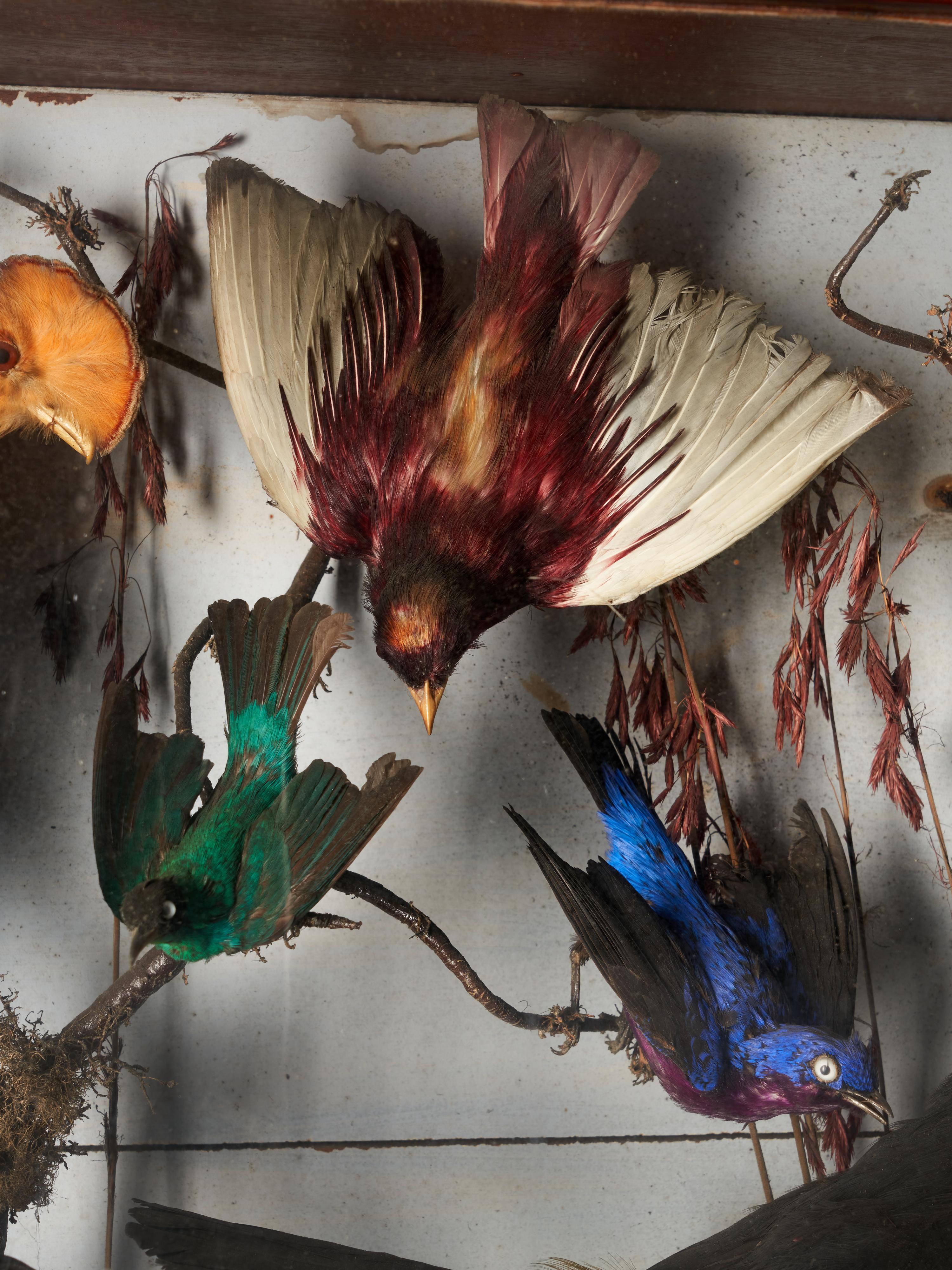 Taxidermie-Komposition mit seltenen exotischen Vögeln in einem großen gewölbten Glaskasten (Britisch) im Angebot