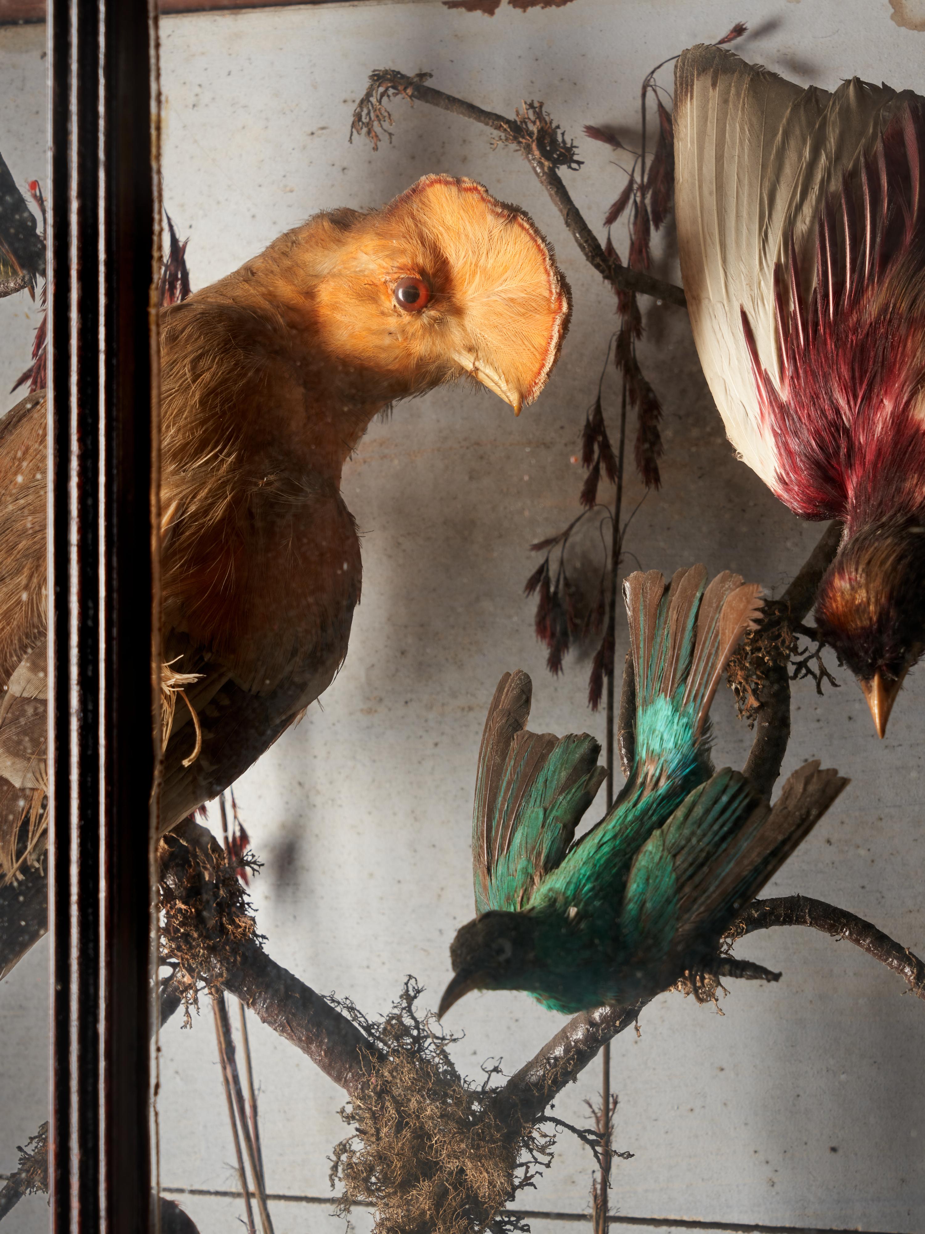 Taxidermie-Komposition mit seltenen exotischen Vögeln in einem großen gewölbten Glaskasten im Zustand „Relativ gut“ im Angebot in Leuven , BE