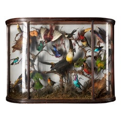Vintage Taxidermy Composition with Rare Exotic Birds in a Large Bowed Glass Case