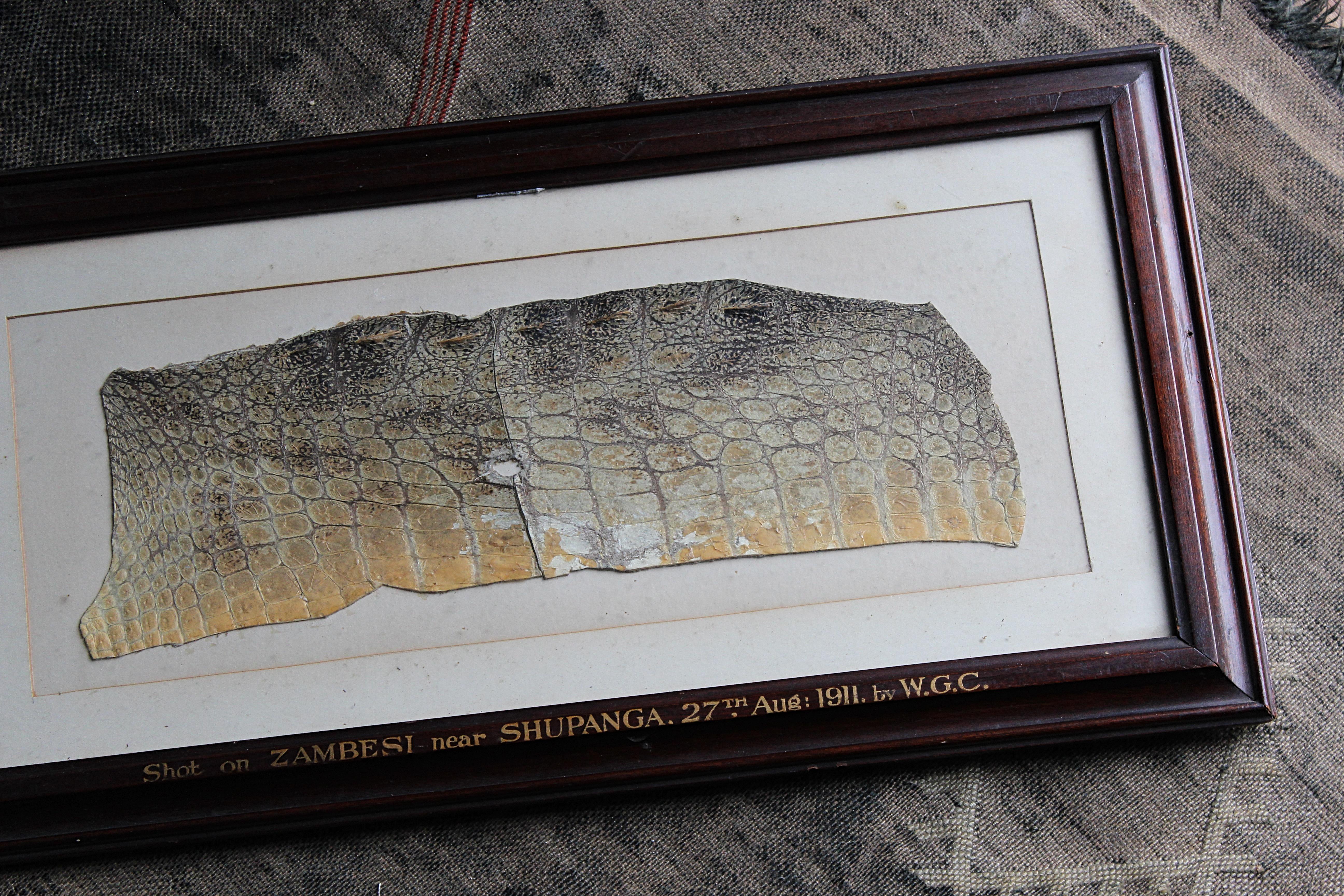 Taxidermy Crocodile Skin Shot on Zambezi Near Shupanga 27th August 1911 By W.G.C 5
