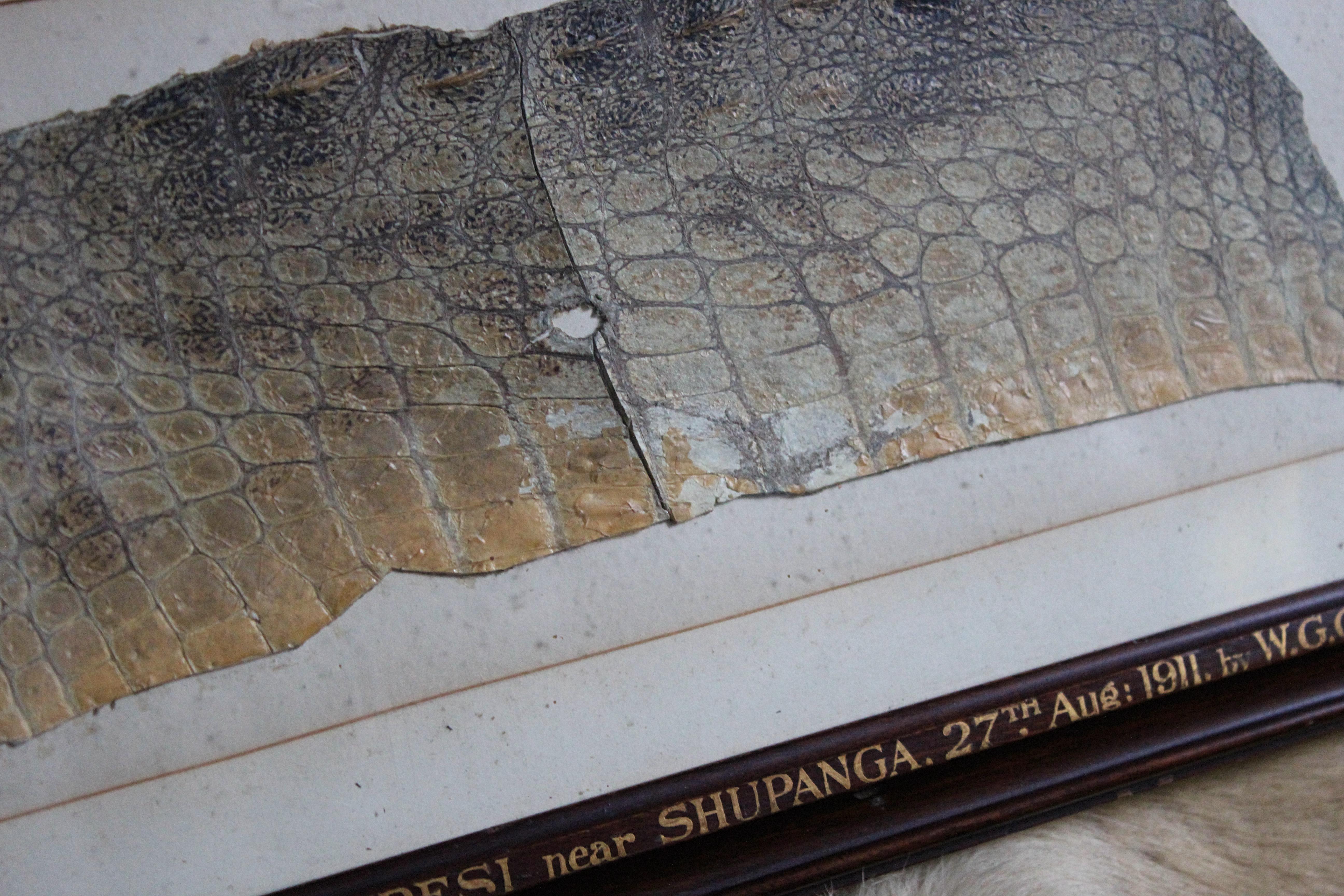 Taxidermy Crocodile Skin Shot on Zambezi Near Shupanga 27th August 1911 By W.G.C In Good Condition In Lowestoft, GB