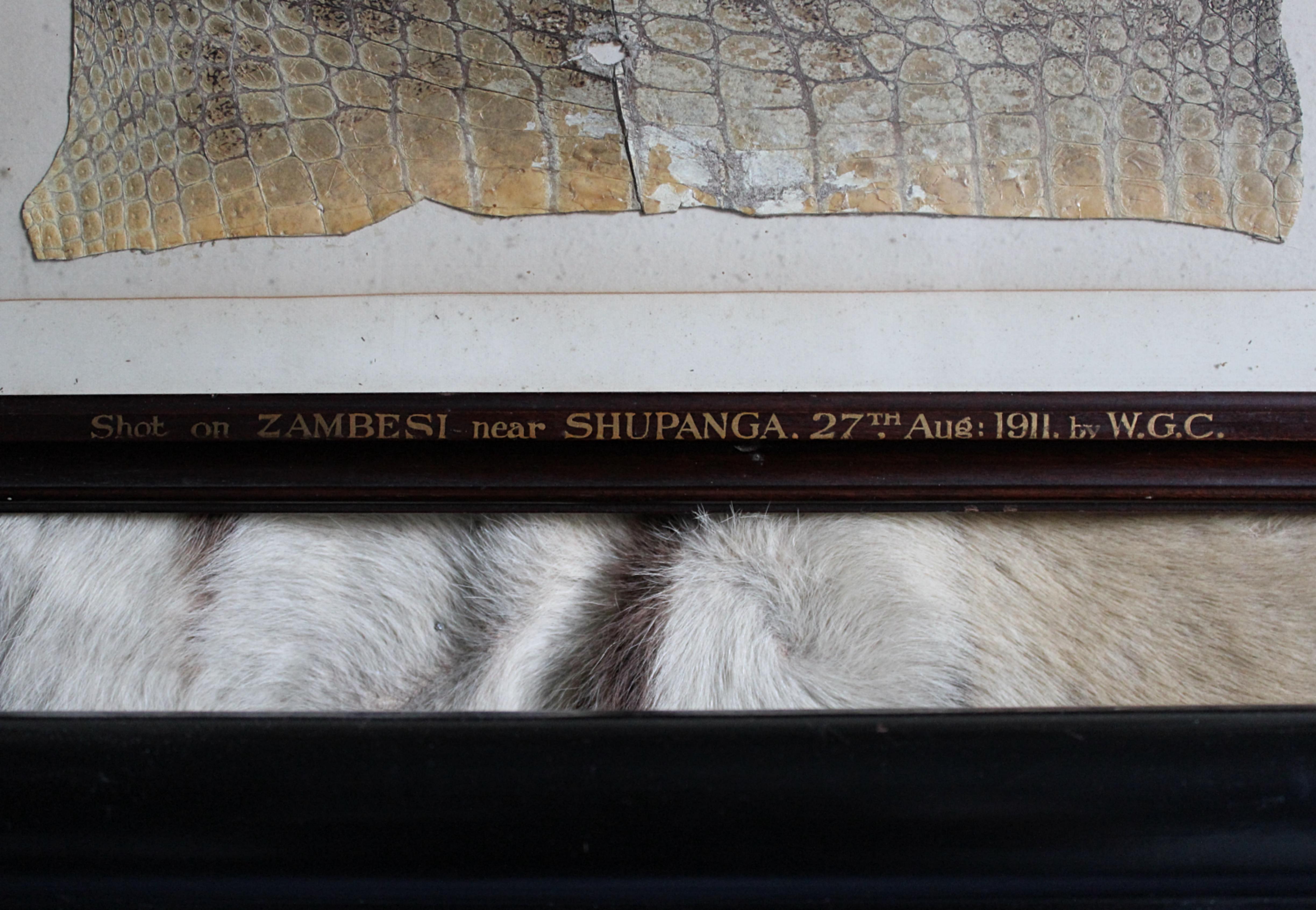 Taxidermy Crocodile Skin Shot on Zambezi Near Shupanga 27th August 1911 By W.G.C 1