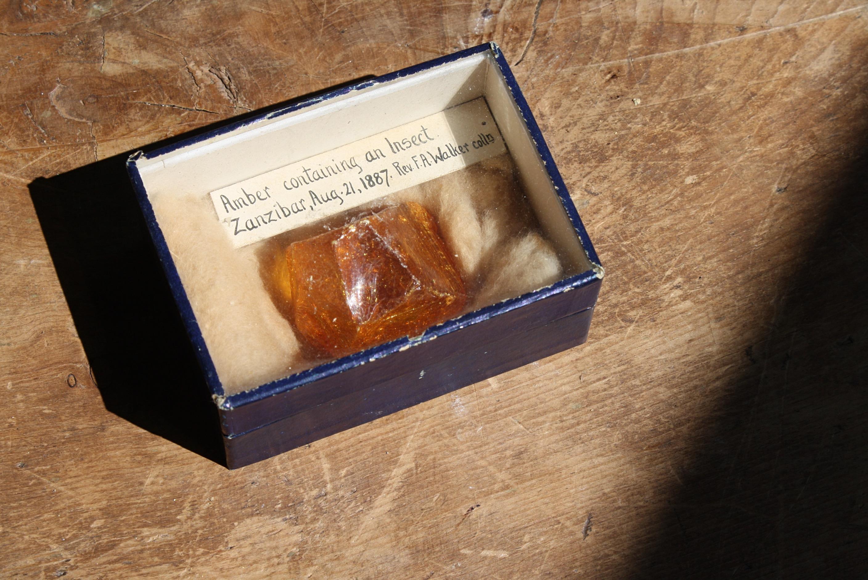 A victorian amber specimen, with a small inset captured within. Housed in it original cardboard and glazed display case, with a label reading 