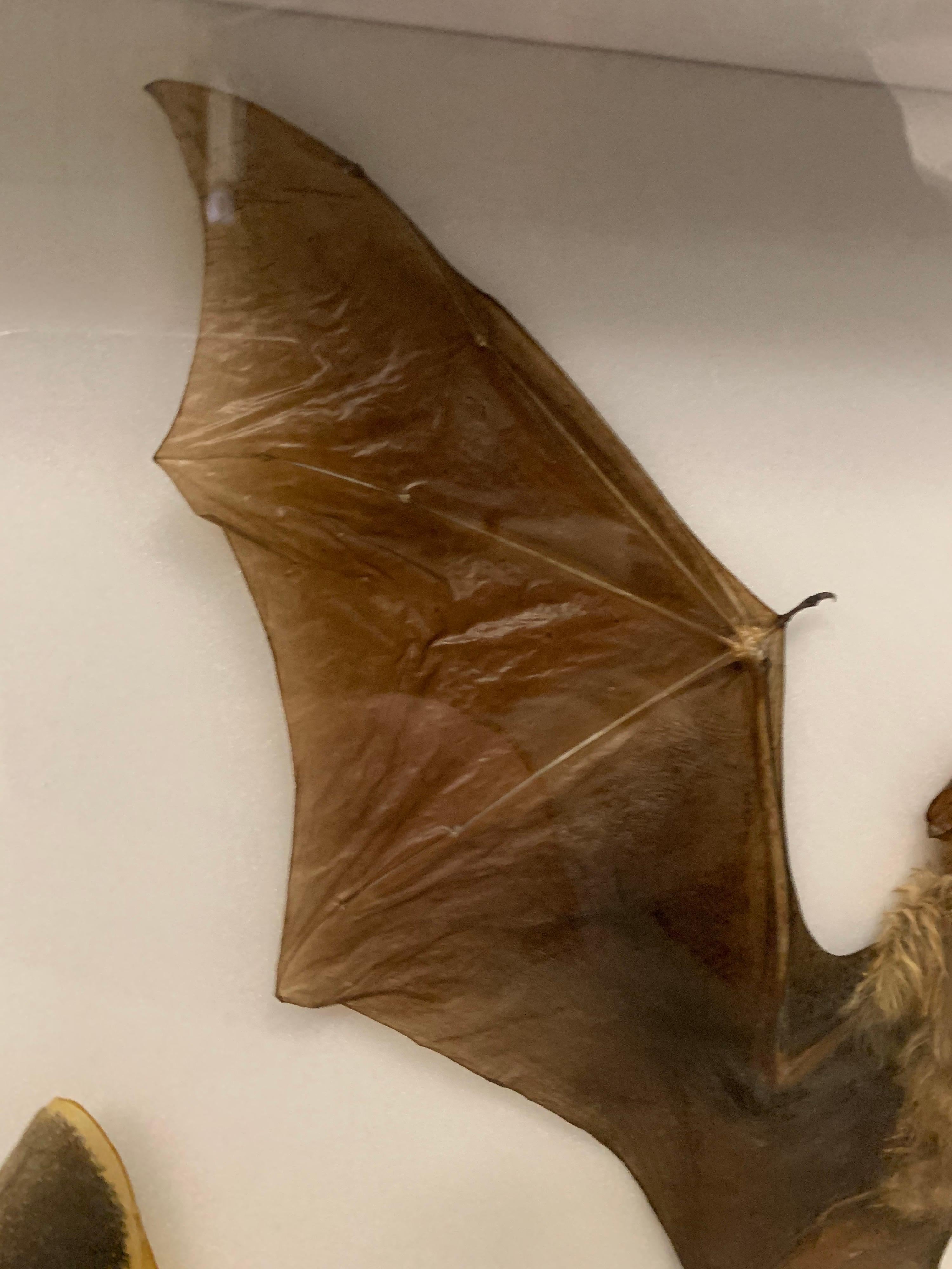 taxidermy bat