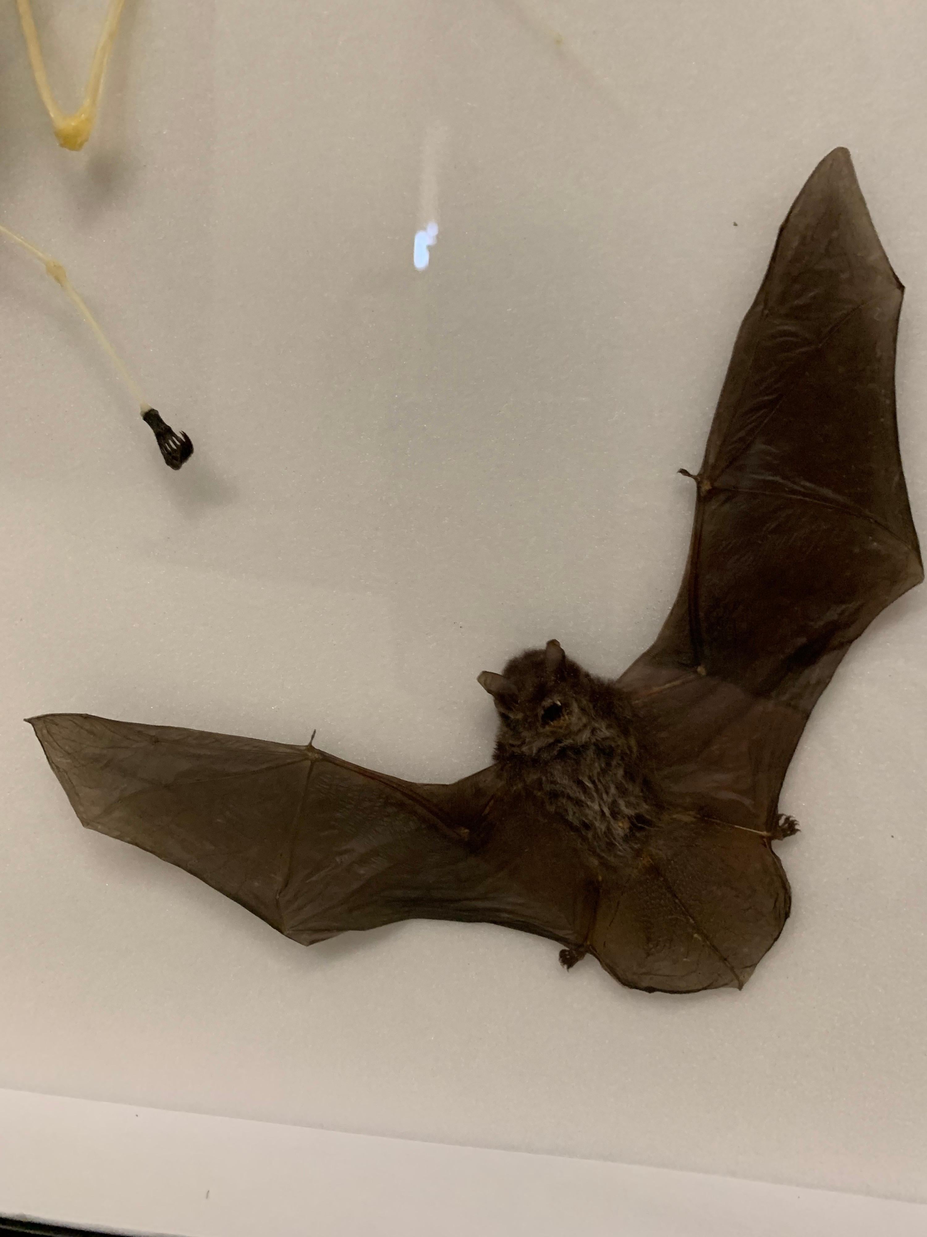 Other Taxidermy Display Bat Species, Wood, Glass