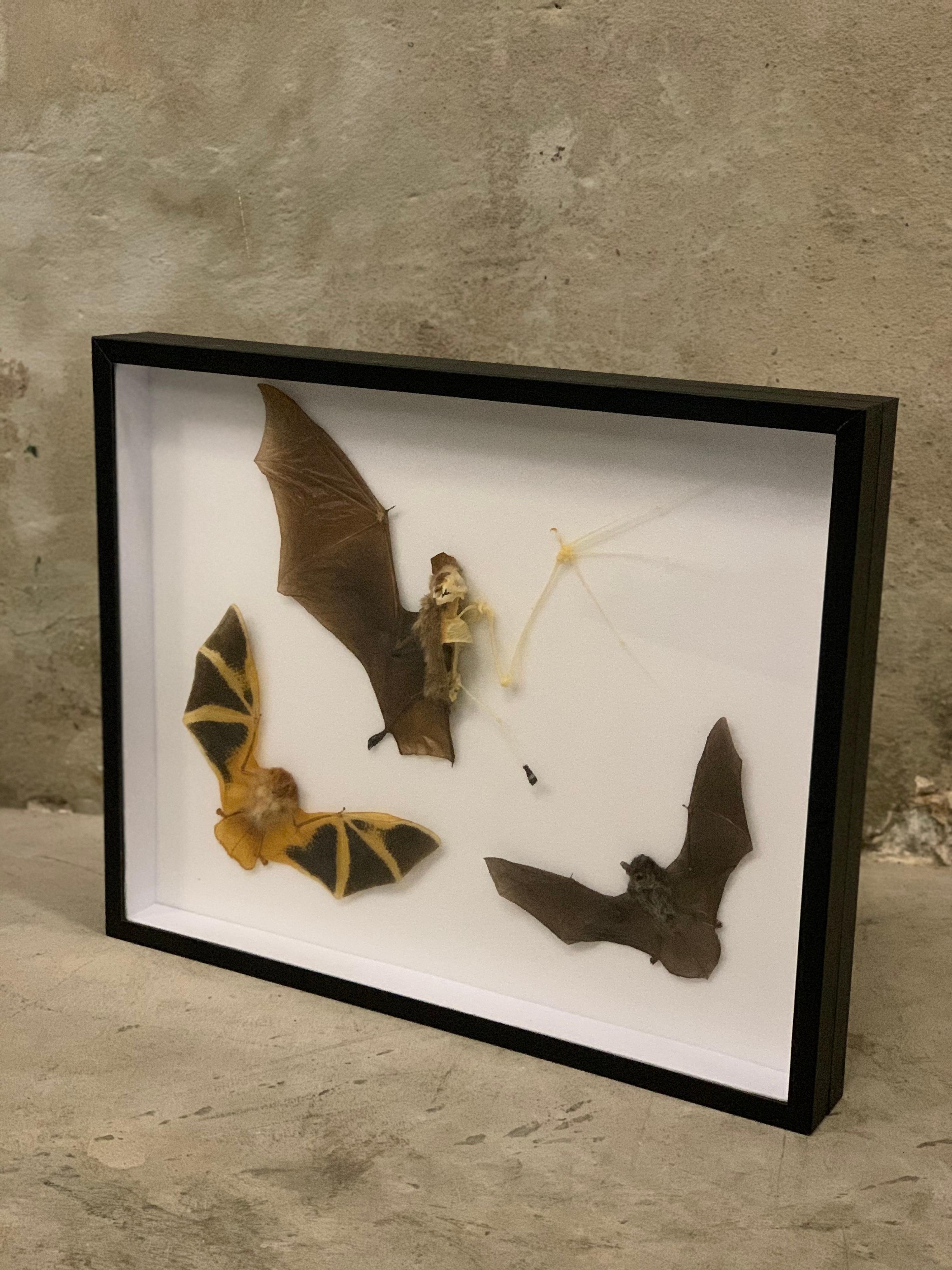 Thai Taxidermy Display Bat Species, Wood, Glass