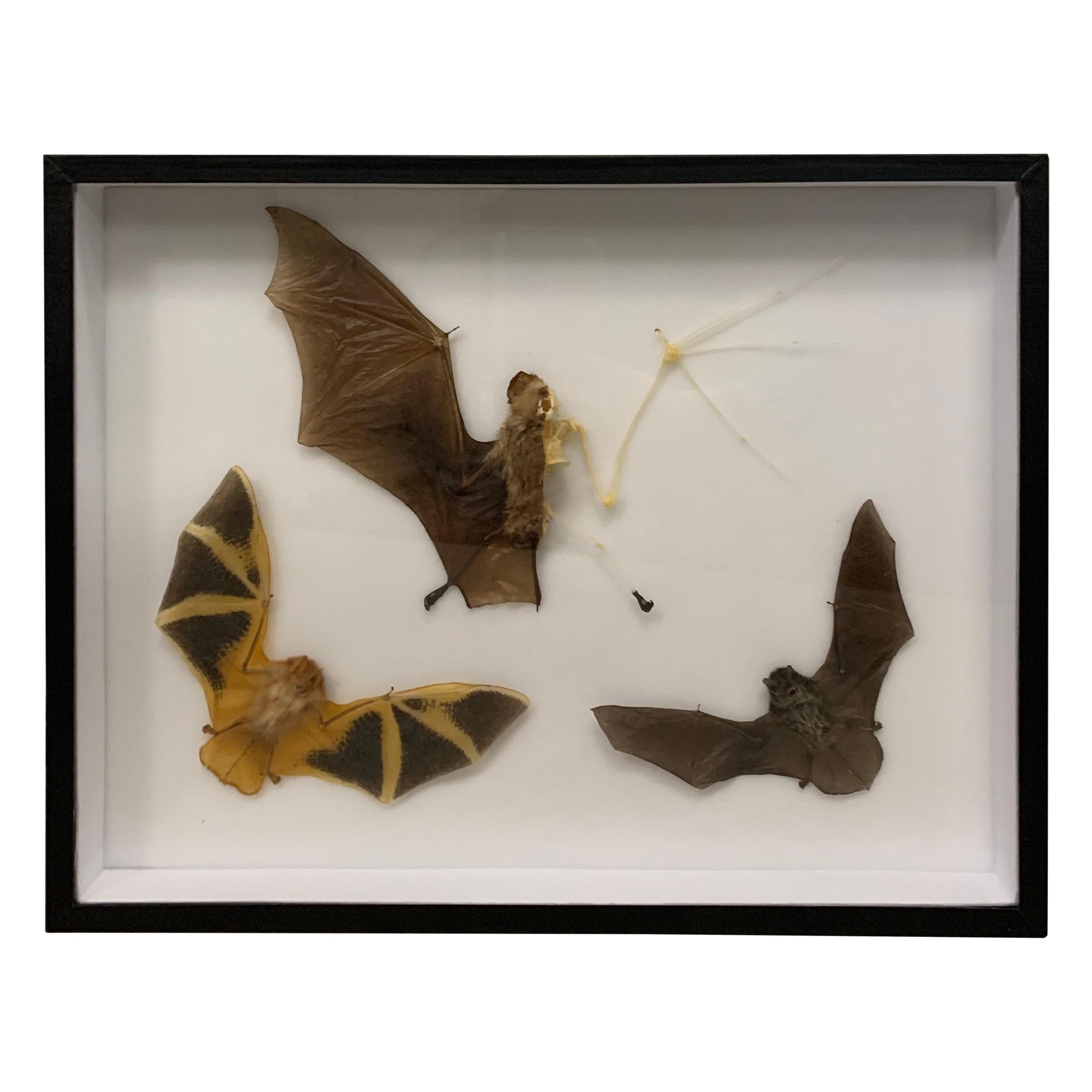 Taxidermy Display Bat Species, Wood, Glass