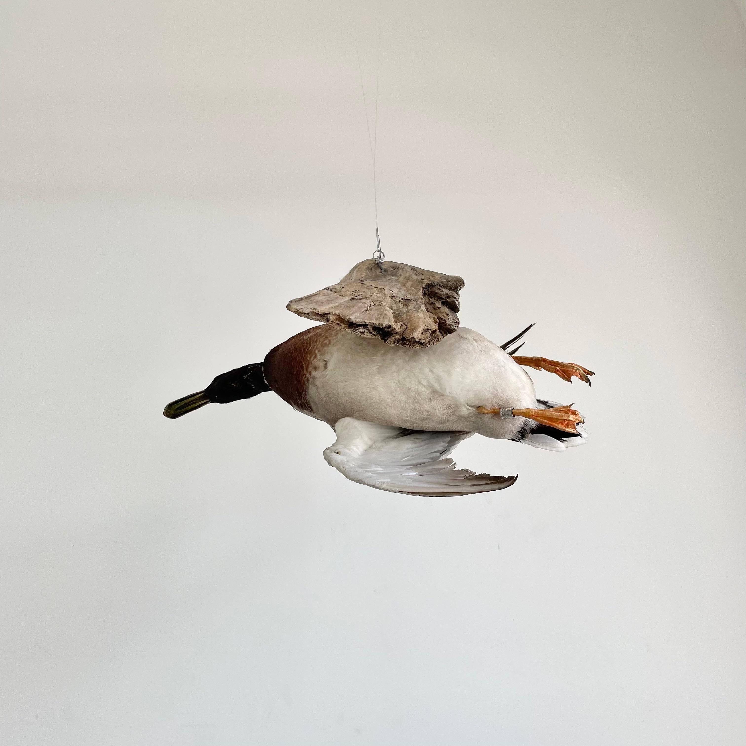 Taxidermy Duck, 1980s 1