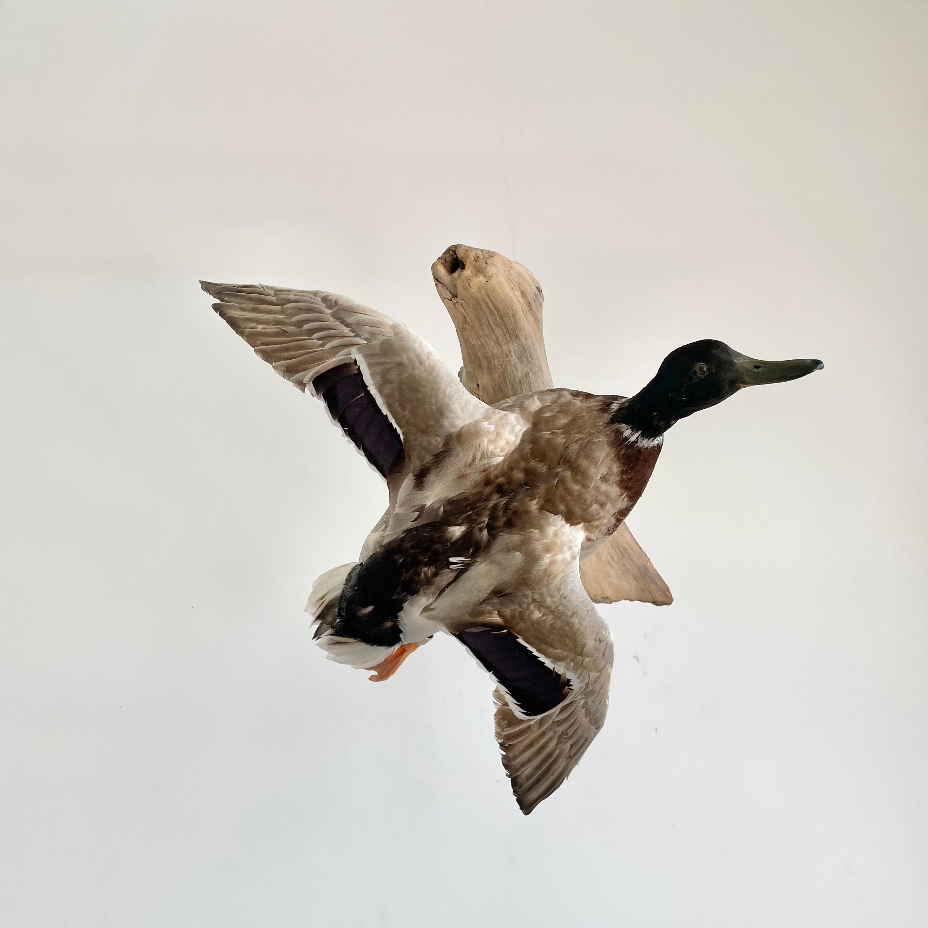 Taxidermy Duck, 1980s 2