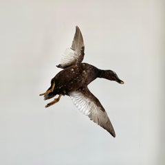 Taxidermy Duck, 1980s